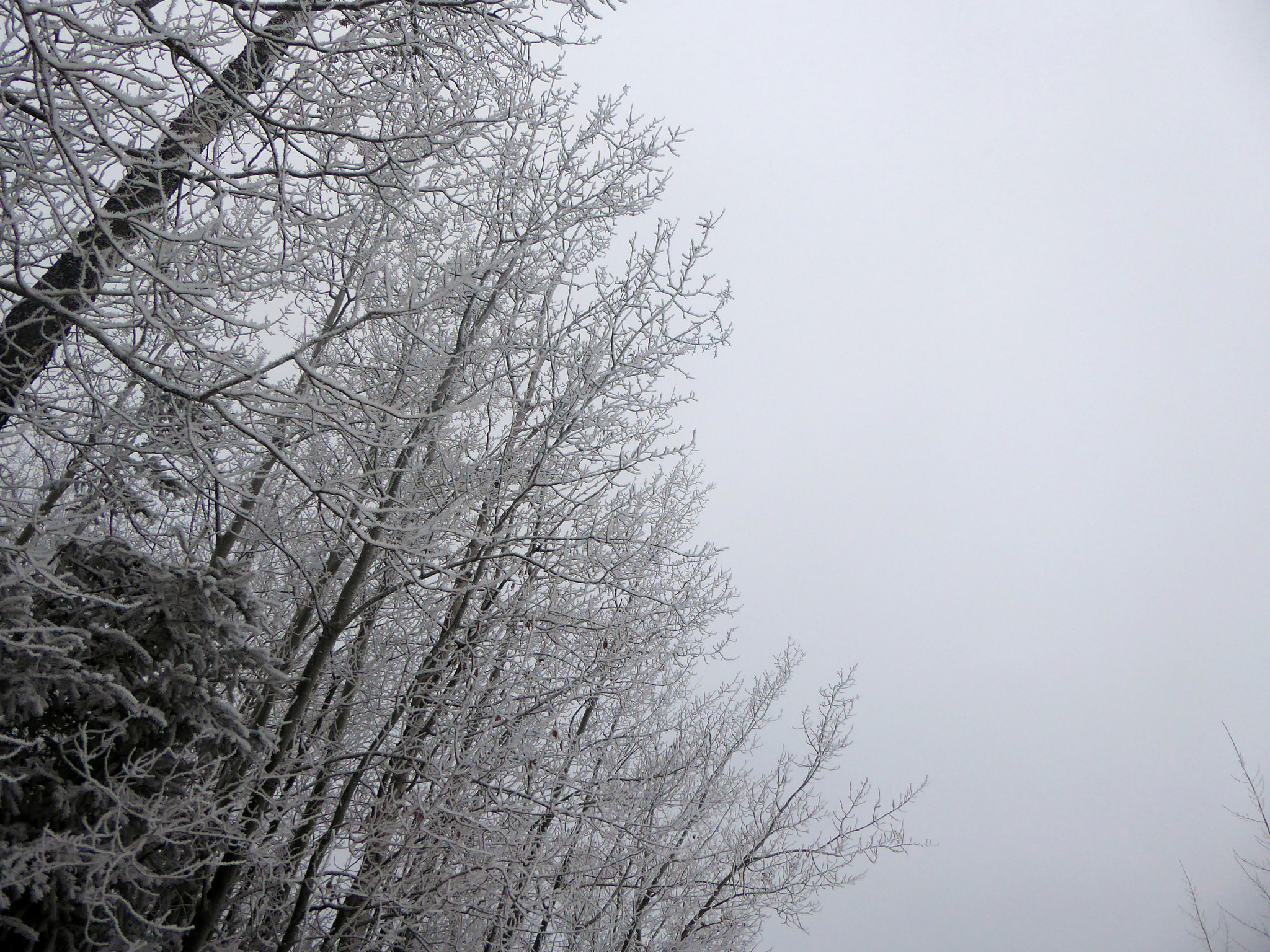 Panasonic Lumix DMC-ZS50 (Lumix DMC-TZ70) sample photo. White trees photography