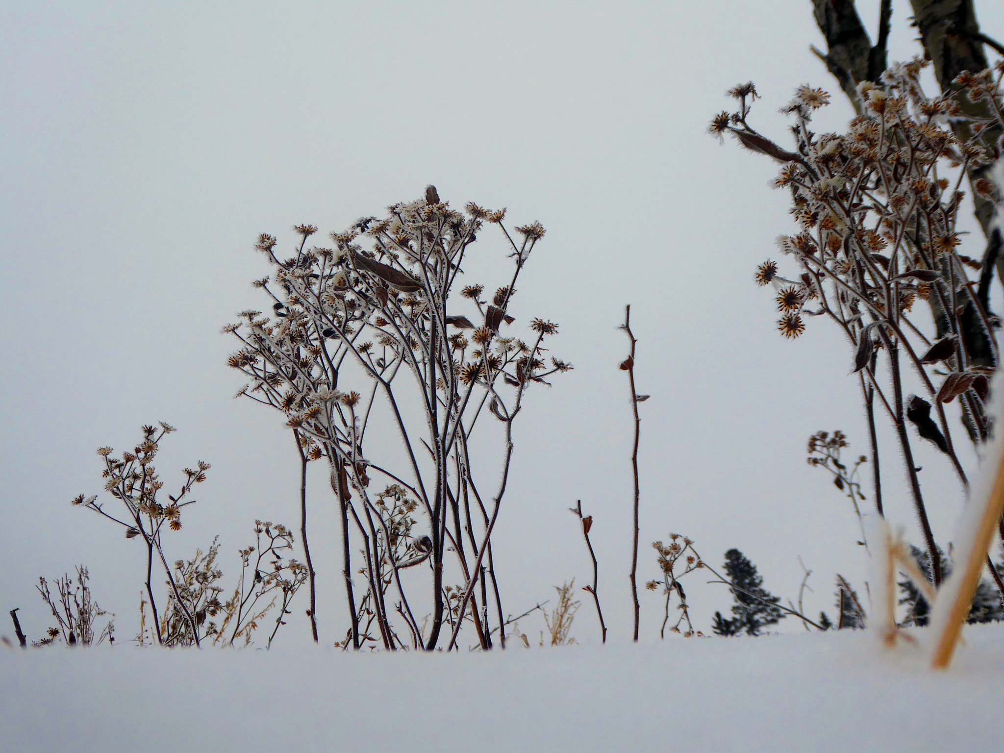 Panasonic Lumix DMC-ZS50 (Lumix DMC-TZ70) sample photo. Winter flowers photography