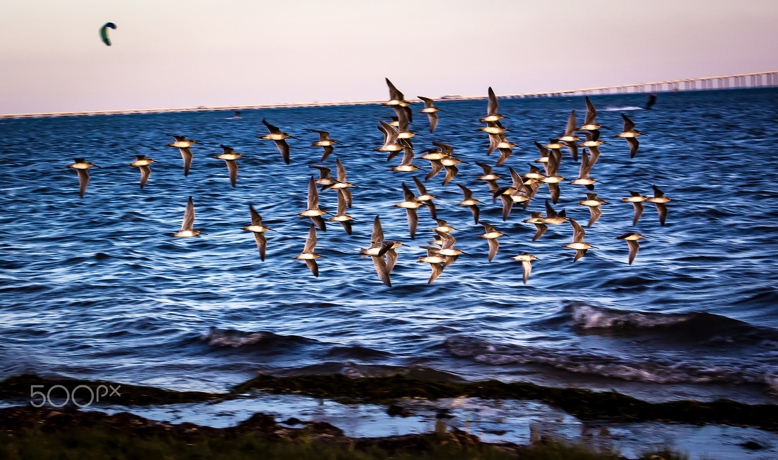 Canon EOS 600D (Rebel EOS T3i / EOS Kiss X5) sample photo. Sea birds in flight photography