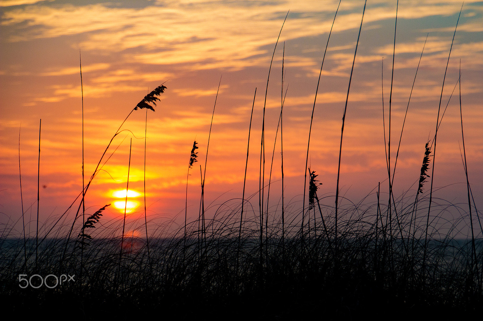 Canon EOS 600D (Rebel EOS T3i / EOS Kiss X5) sample photo. Sunset through the grass photography
