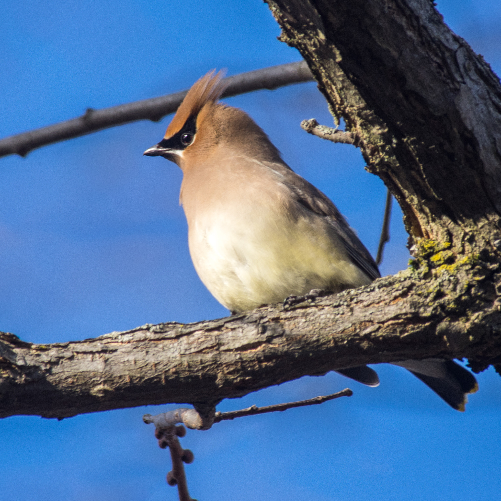 Pentax smc DA* 300mm F4.0 ED (IF) SDM sample photo. Cedar waxwing photography