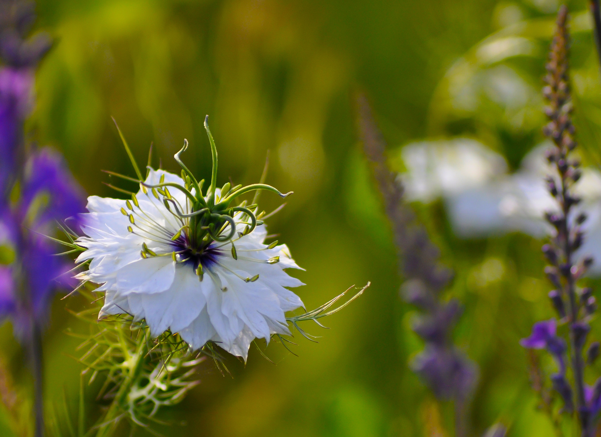 Sigma 70-300mm F4-5.6 APO DG Macro sample photo. Flower photography