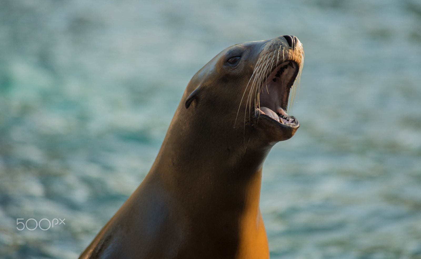 Sony a99 II sample photo. "watch me!!" - sea lion photography
