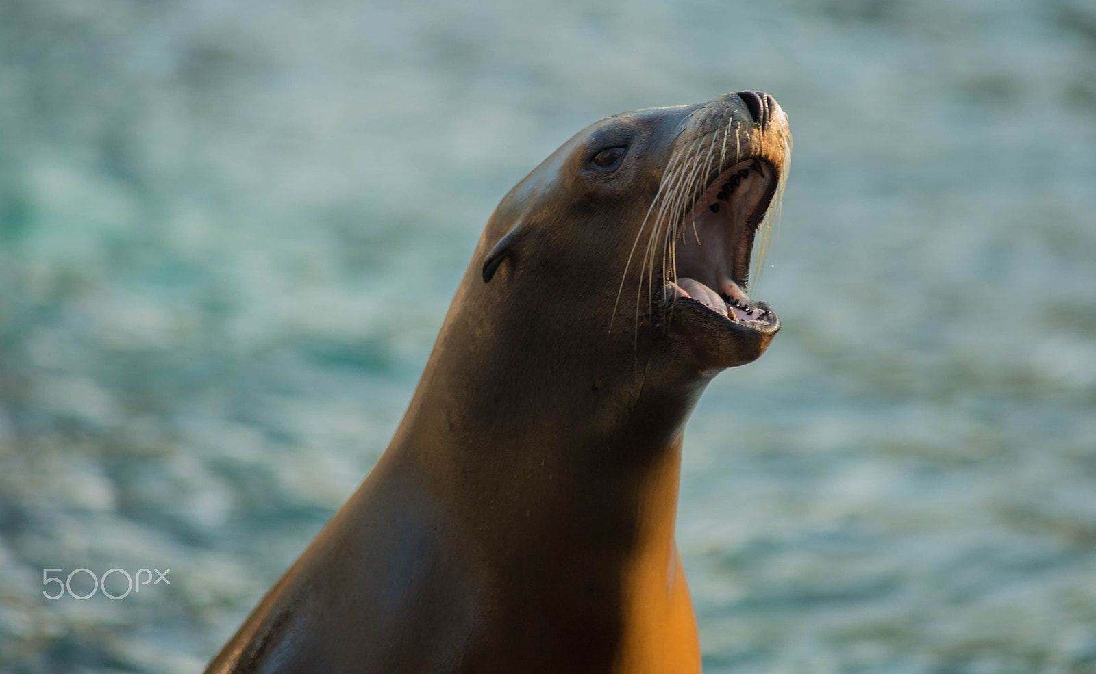 Minolta AF 80-200mm F2.8 HS-APO G sample photo. "watch me!!" - sea lion photography