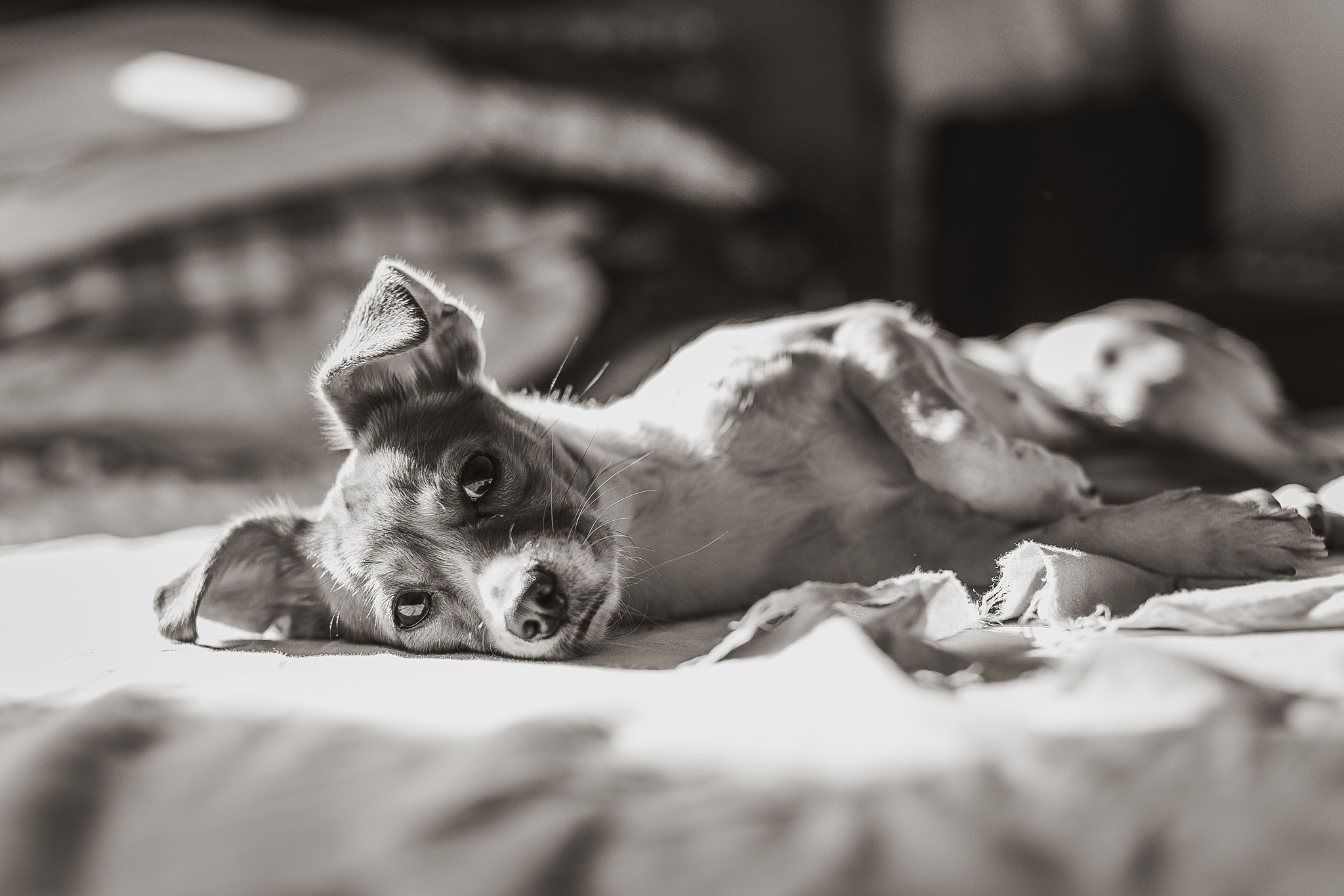 Sony Planar T* 50mm F1.4 ZA SSM sample photo