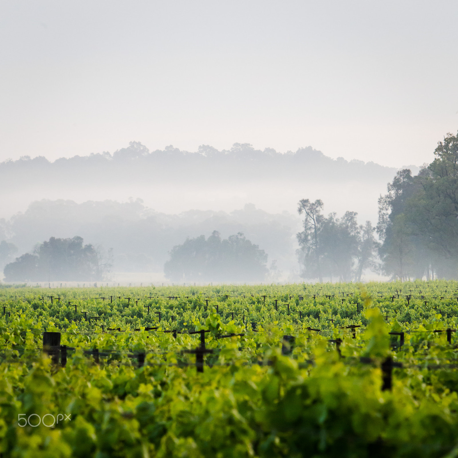 Canon EF 70-200mm F2.8L IS USM sample photo. Vineyard in the hunter valley photography