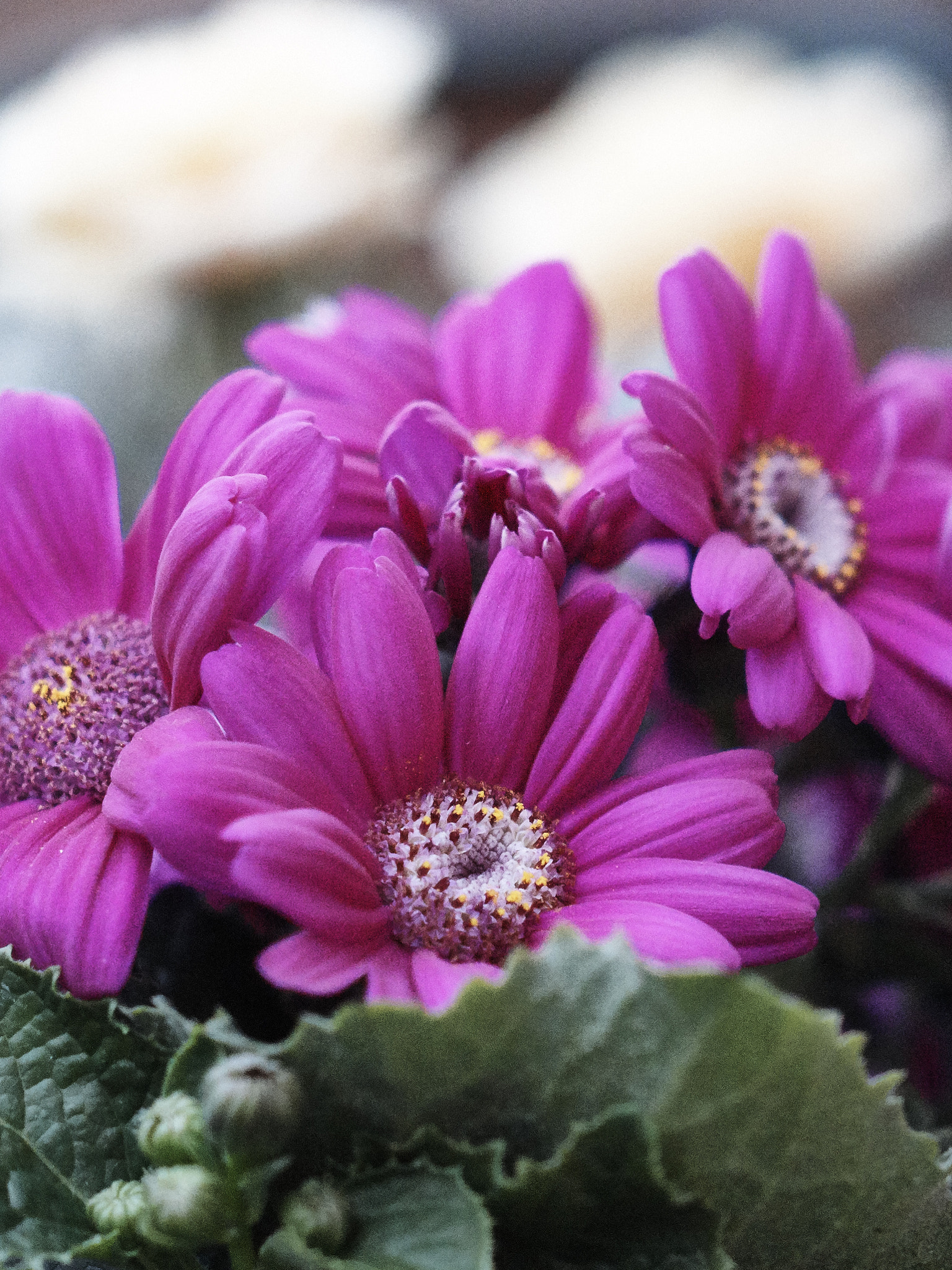 Sony Cyber-shot DSC-RX10 + Sony Cyber-shot DSC-RX10 sample photo. Flowers photography