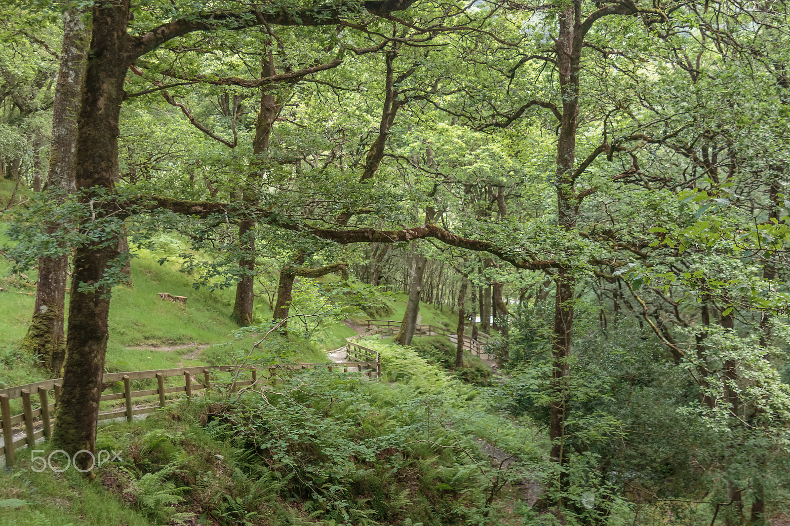 Canon EOS 70D + Sigma 24-70mm F2.8 EX DG Macro sample photo. Forest path photography