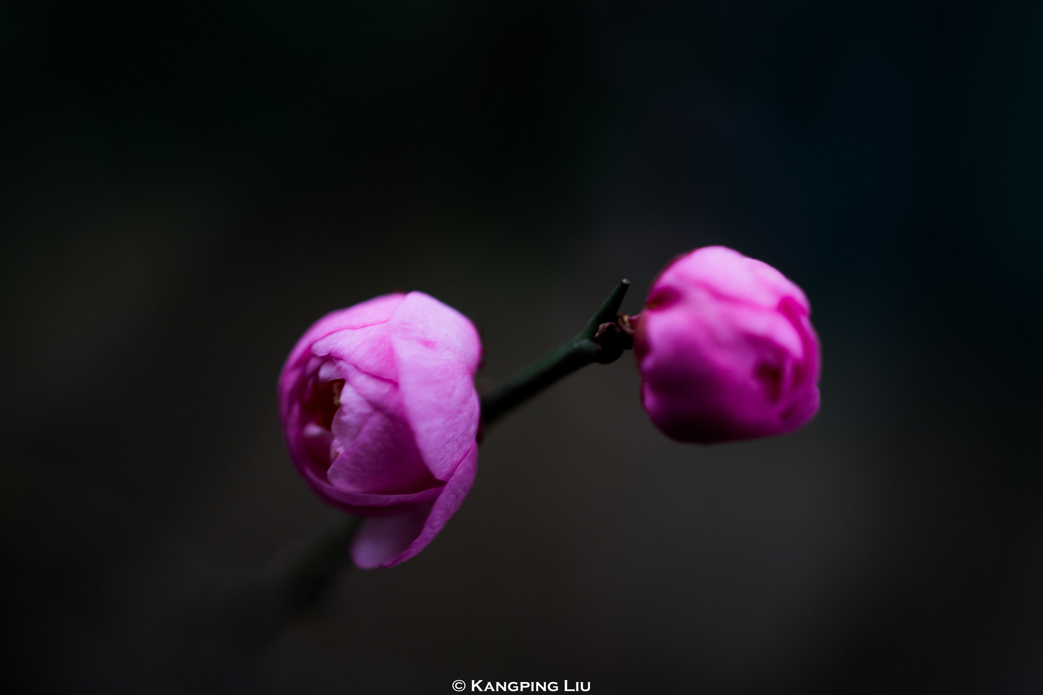 Sony a7 + Sony FE 50mm F2.8 Macro sample photo. Pluｍ blossom #1 photography