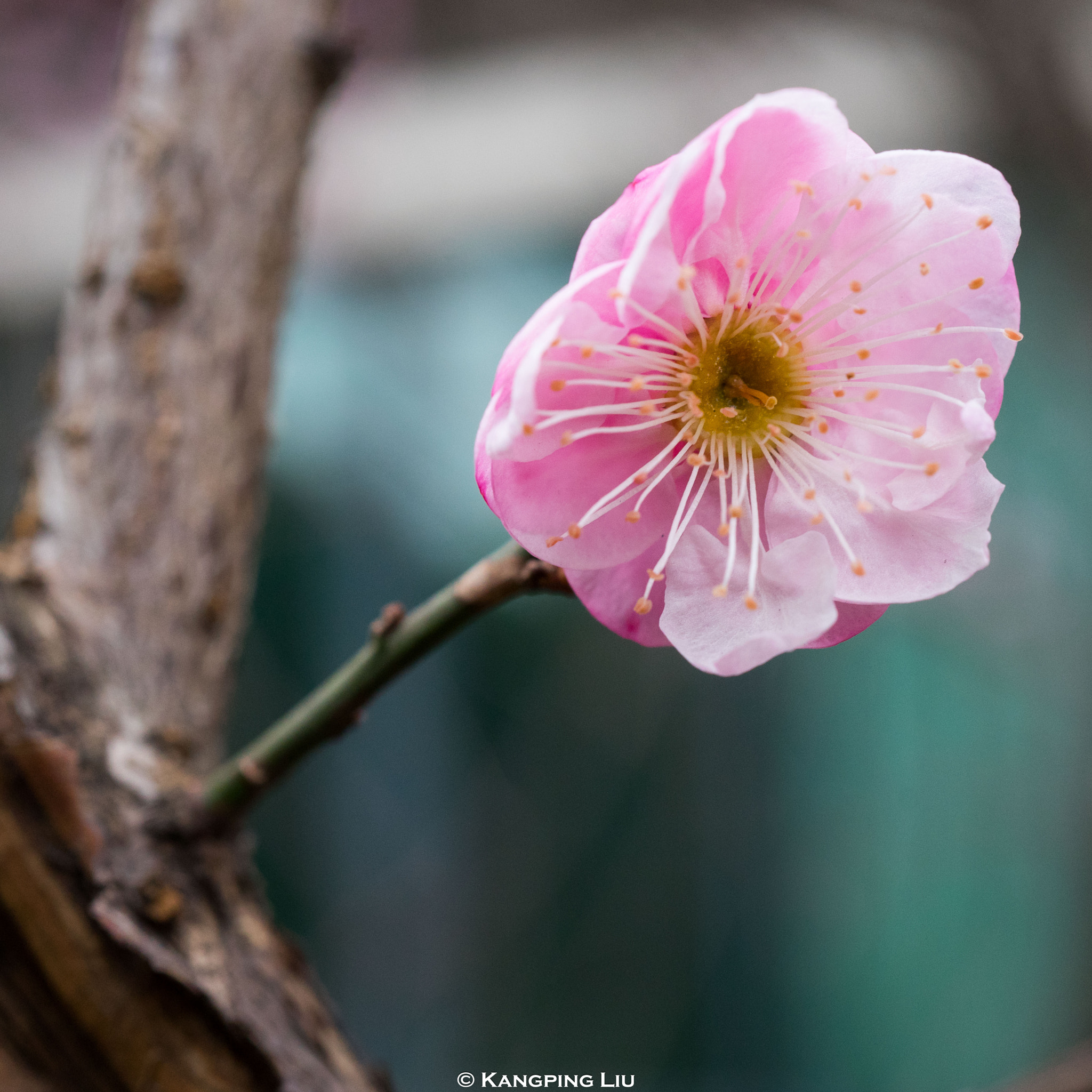 Sony a7 + Sony FE 50mm F2.8 Macro sample photo. Pluｍ blossom #2 photography