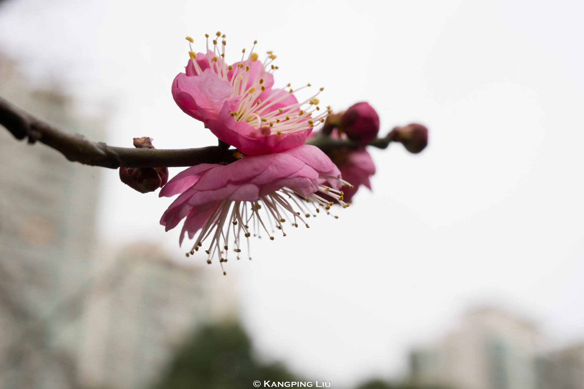 Sony a7 + Sony FE 50mm F2.8 Macro sample photo. Pluｍ blossom #3 photography