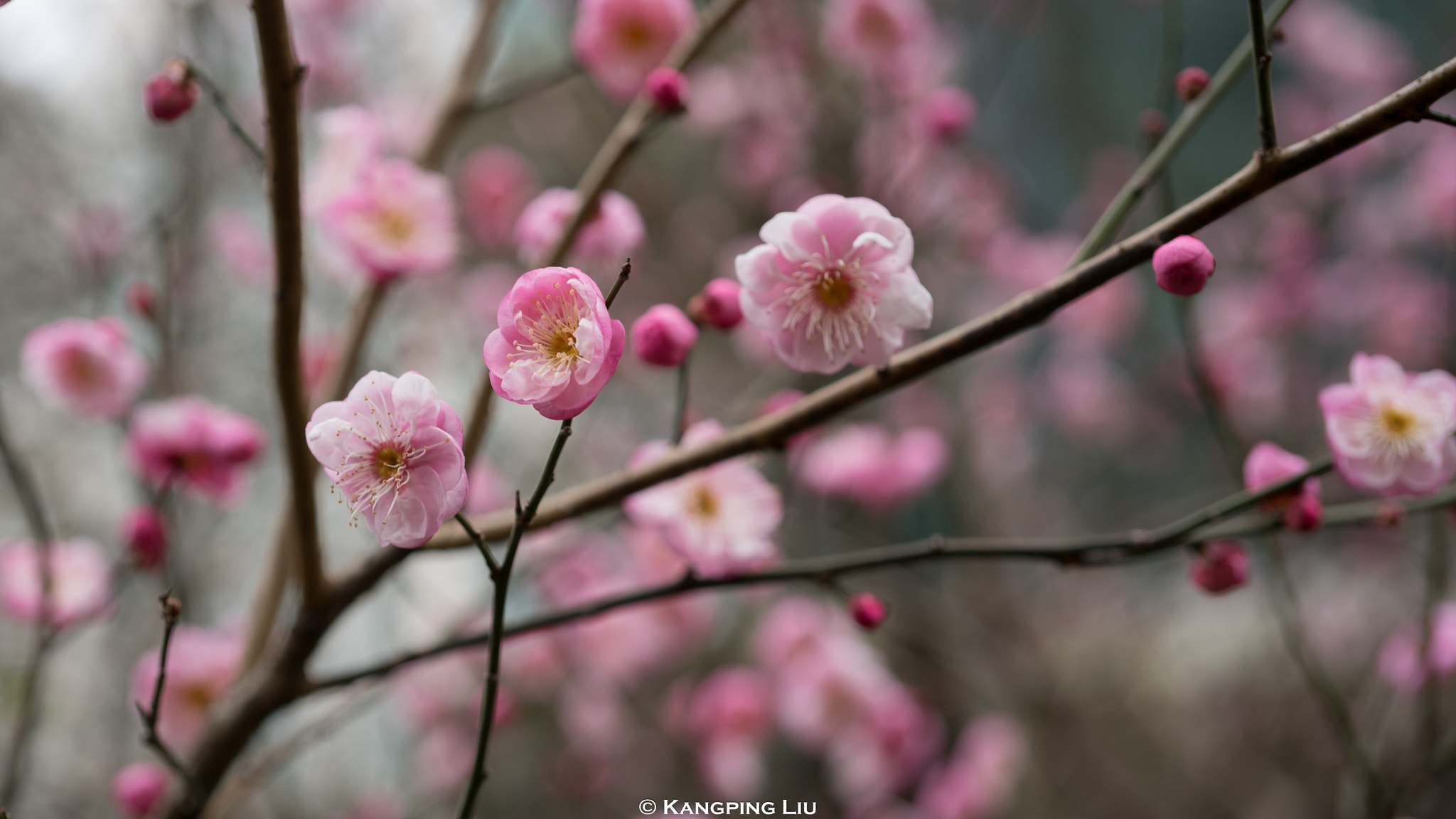 Sony a7 + Sony FE 50mm F2.8 Macro sample photo. Pluｍ blossom #4 photography