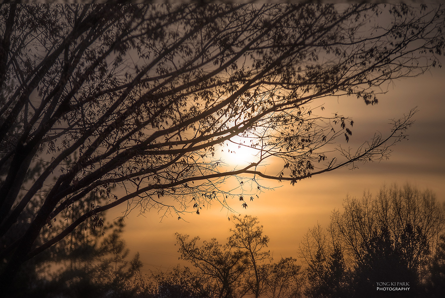 Pentax K-1 sample photo. Winter trees at the sunrise-2 photography