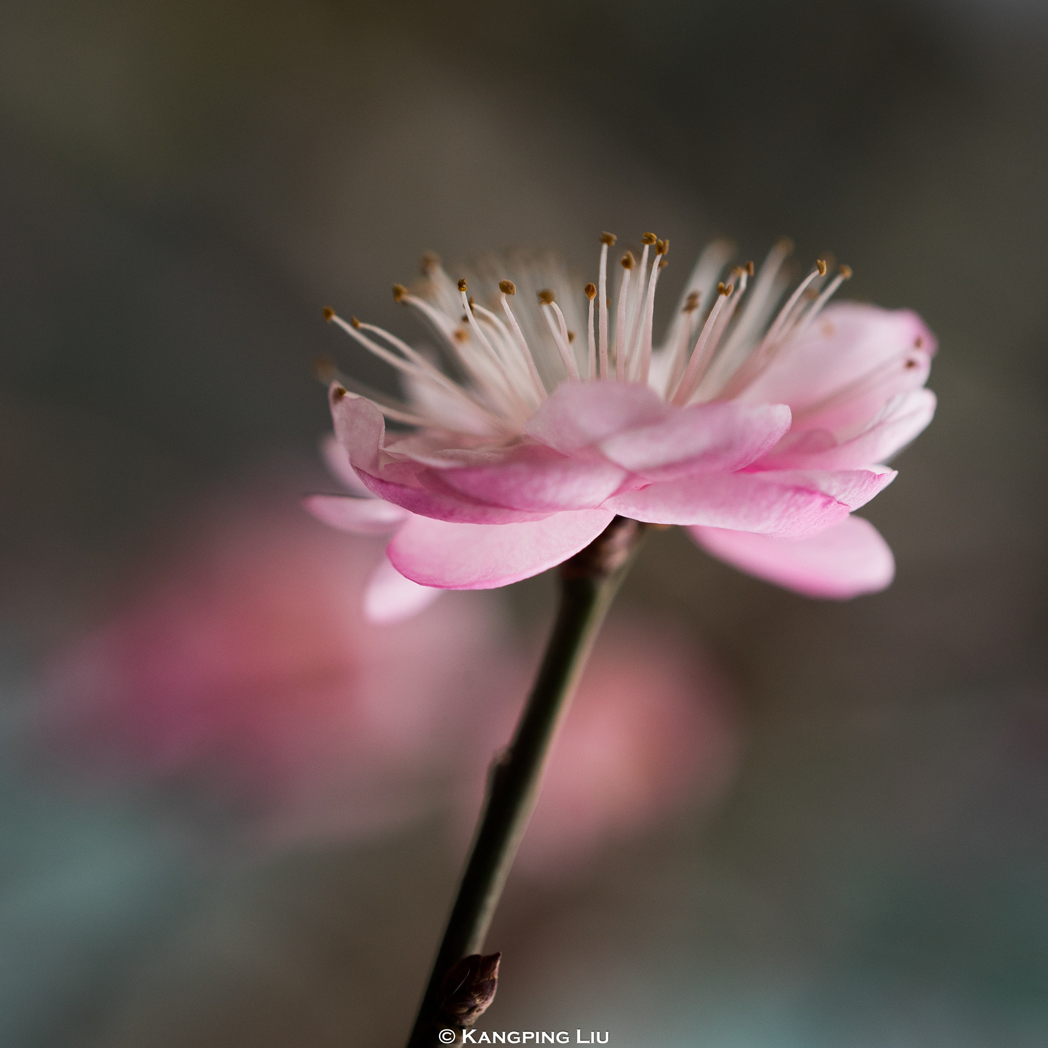 Sony a7 + Sony FE 50mm F2.8 Macro sample photo. Pluｍ blossom #5 photography