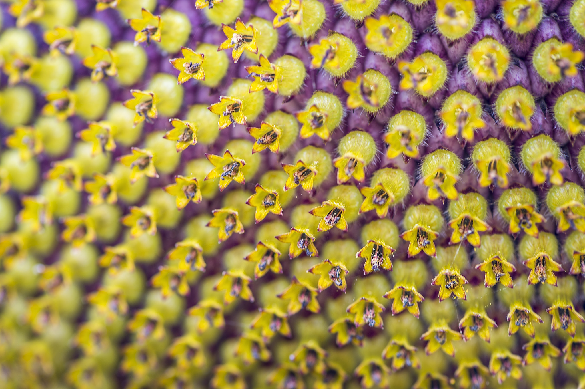 Nikon AF-S Micro-Nikkor 105mm F2.8G IF-ED VR sample photo. Guess me photography