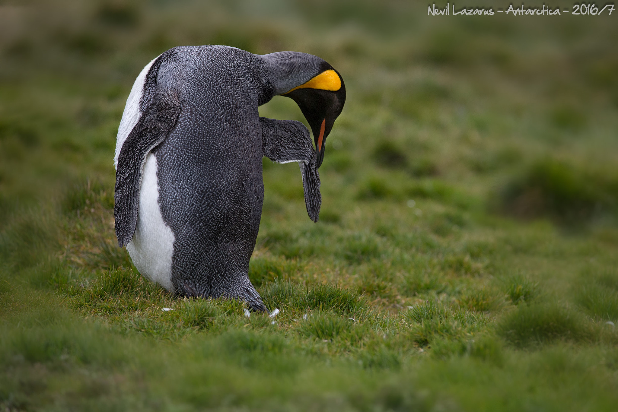Canon EOS-1D X + Canon EF 200-400mm F4L IS USM Extender 1.4x sample photo. King penguin preening photography
