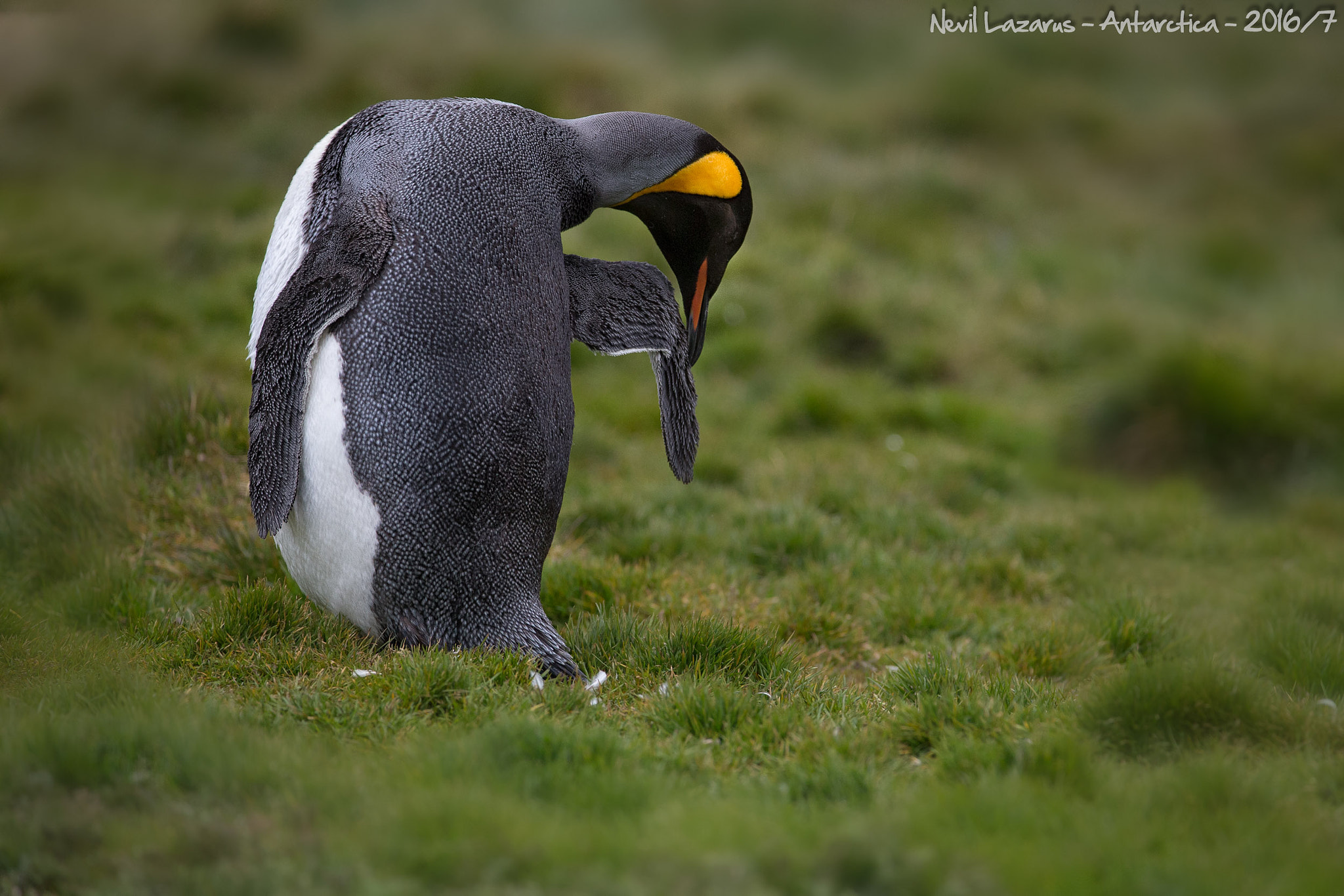 Canon EF 200-400mm F4L IS USM Extender 1.4x sample photo. King penguin preening photography