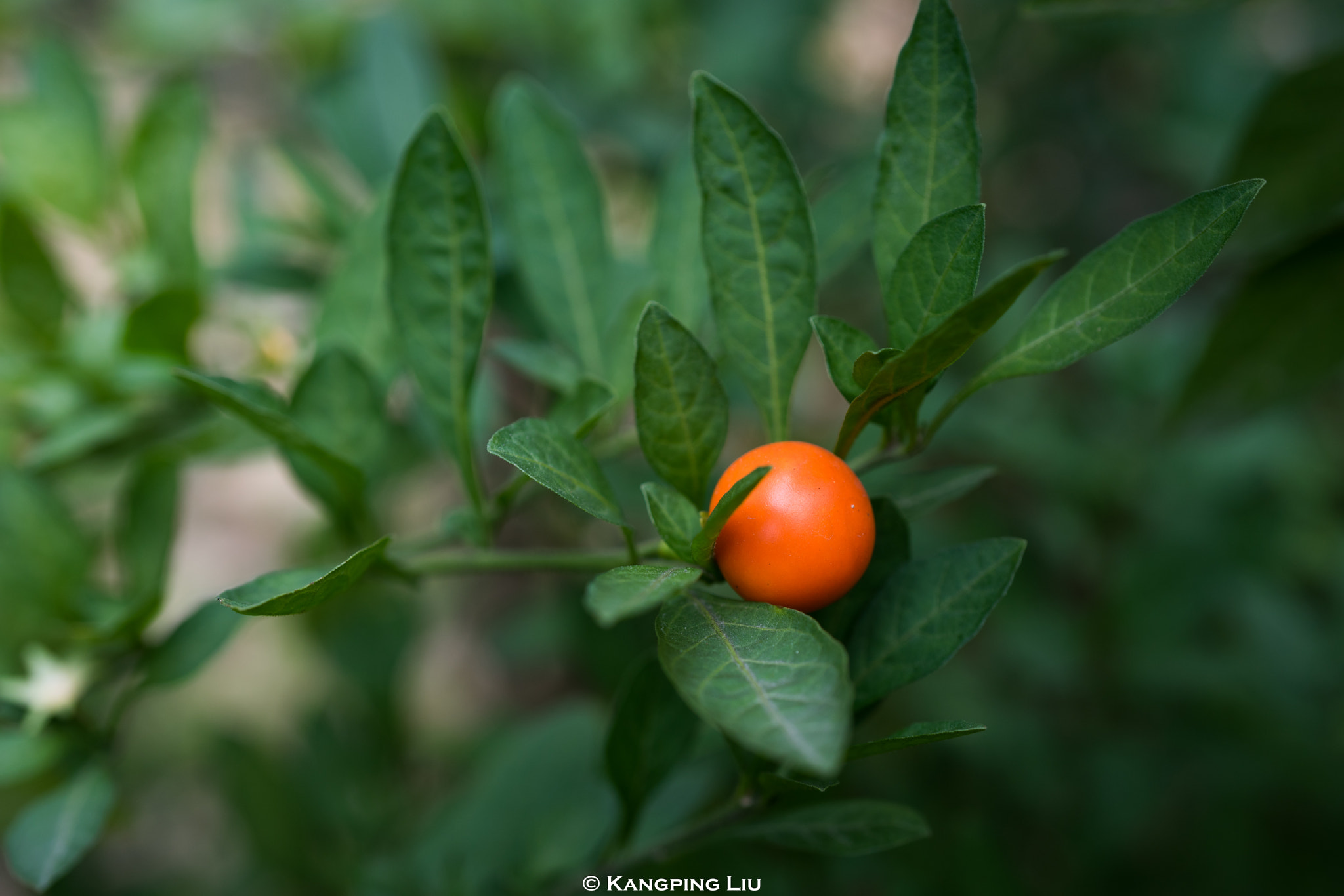 Sony a7 + Sony FE 50mm F2.8 Macro sample photo. Jerusalem cherry #1 photography