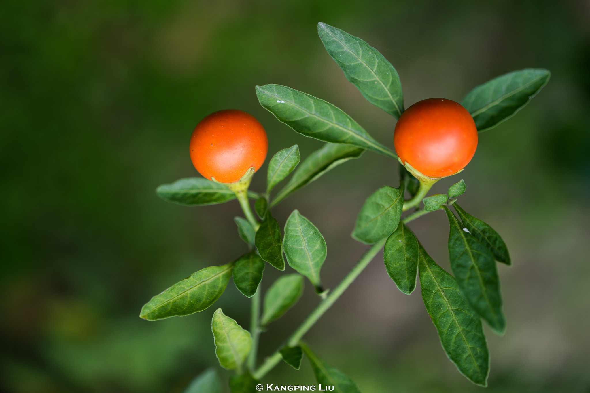 Sony a7 + Sony FE 50mm F2.8 Macro sample photo. Jerusalem cherry #2 photography