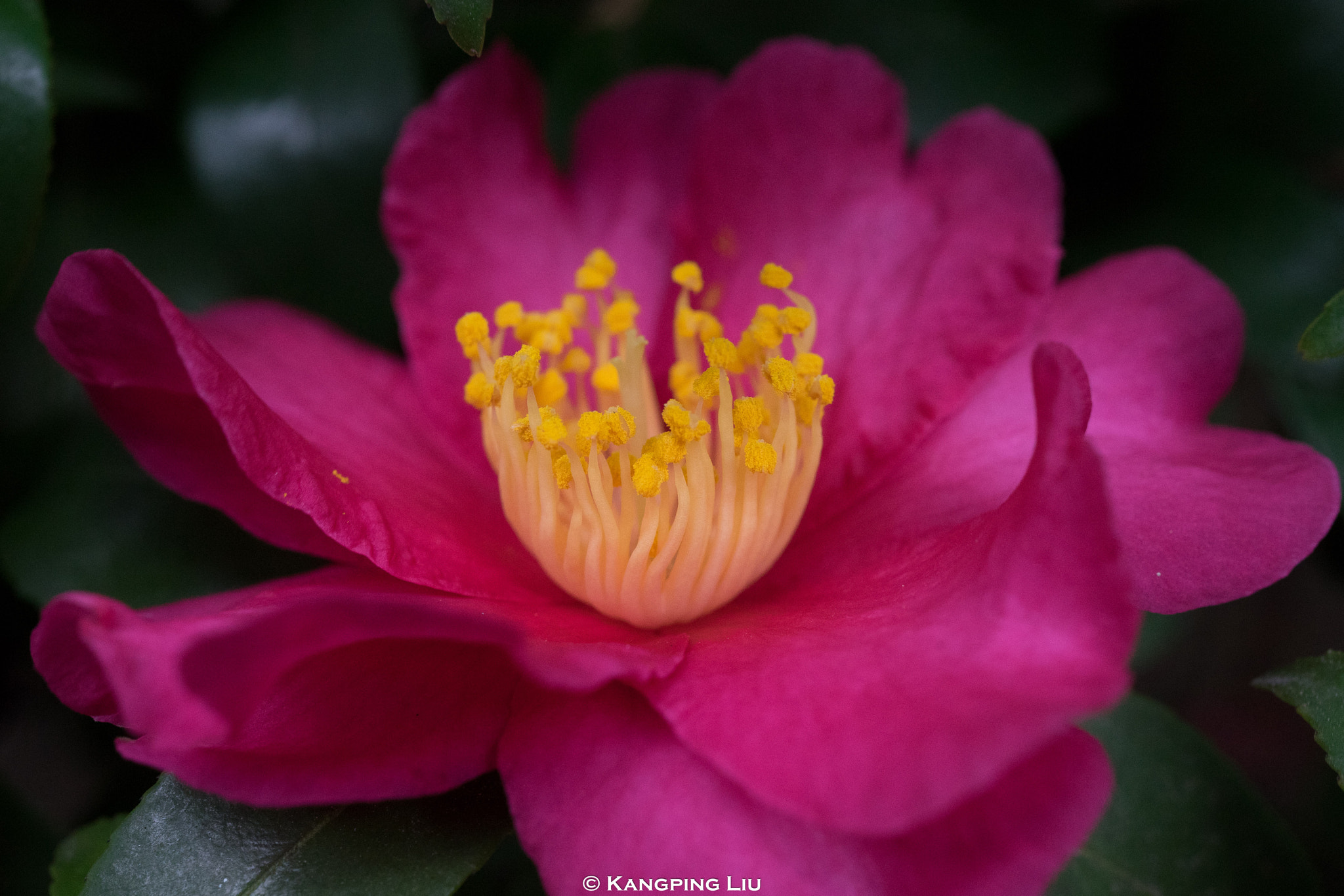 Sony a7 + Sony FE 50mm F2.8 Macro sample photo. Camellia photography