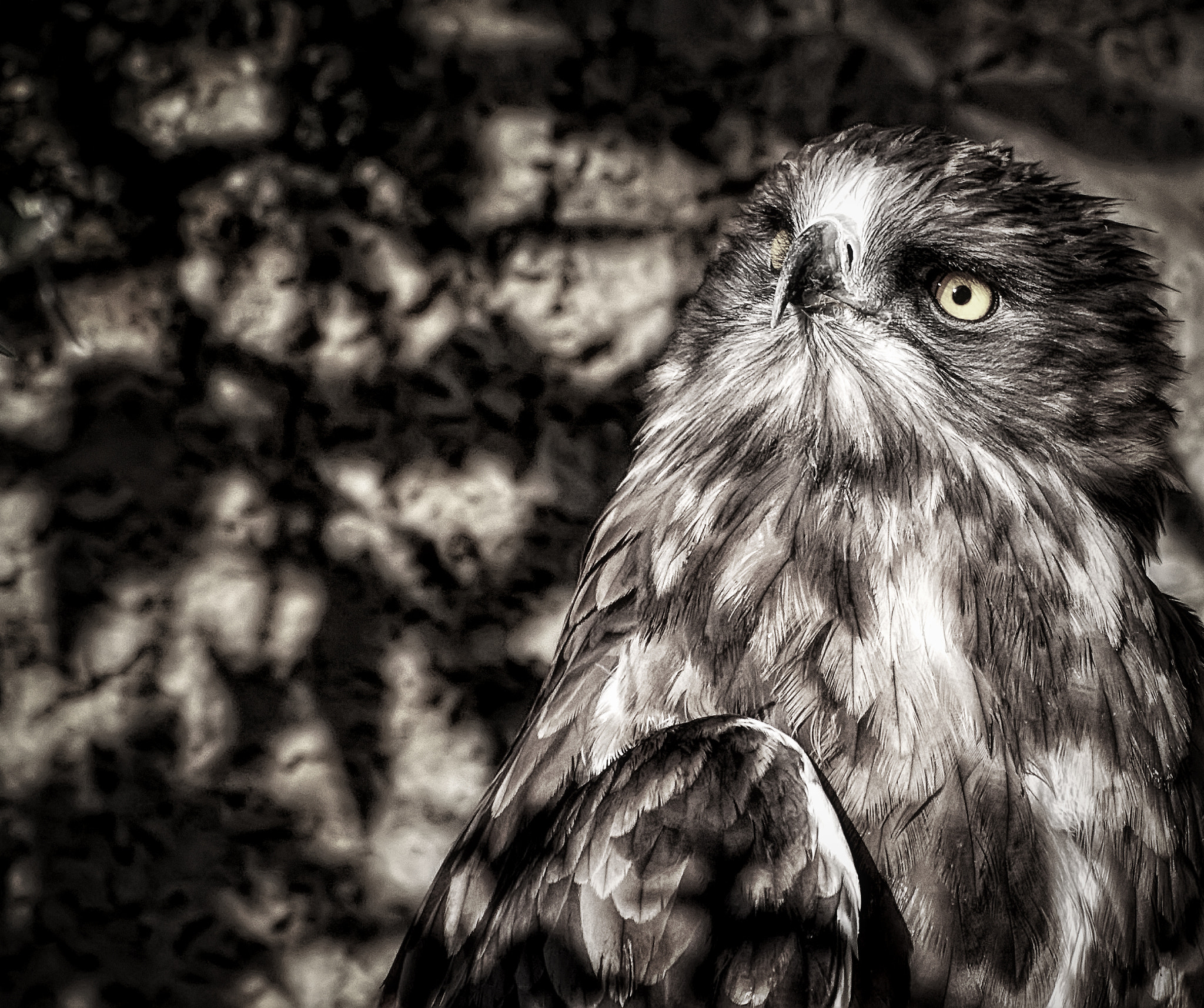 Canon EF 100-400mm F4.5-5.6L IS USM sample photo. Oiseau de nuit photography