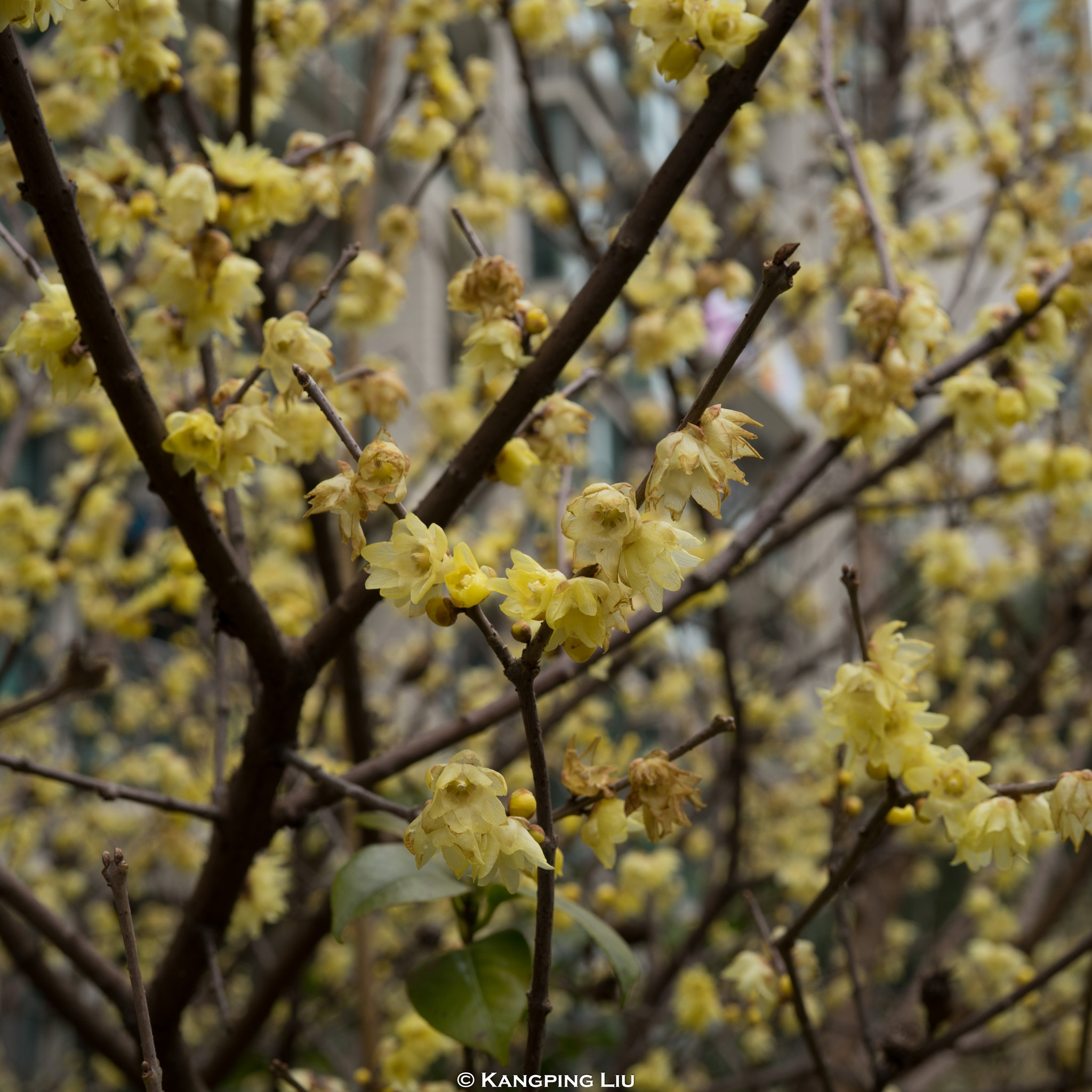 Sony a7 sample photo. Plum bolossom #6 photography