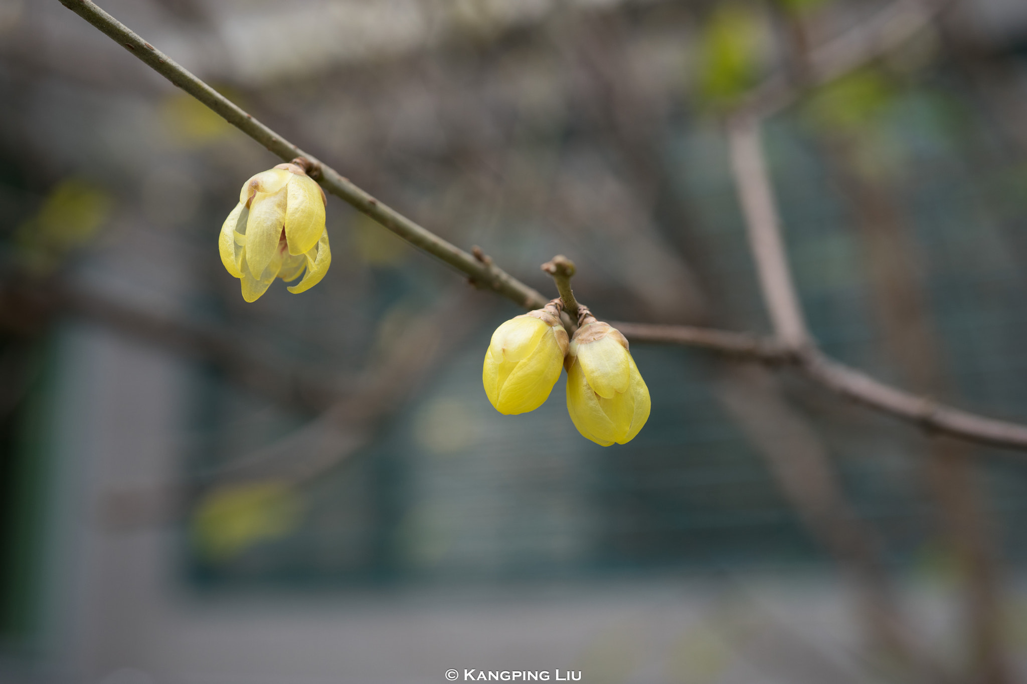 Sony FE 50mm F2.8 Macro sample photo. Plum bolossom #7 photography