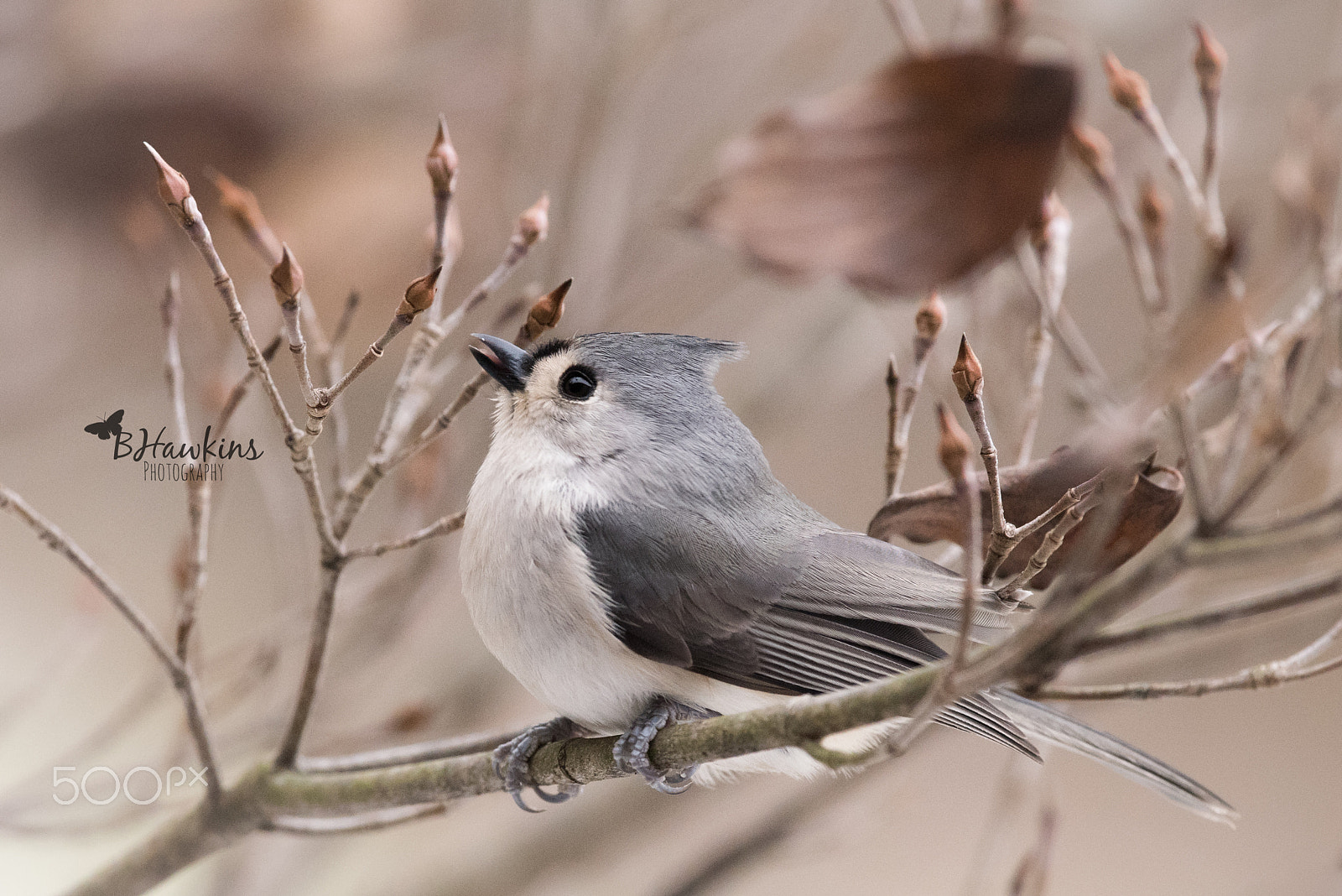 Nikon Nikkor AF-S 300mm F4E PF ED VR sample photo. Dreaming of spring photography