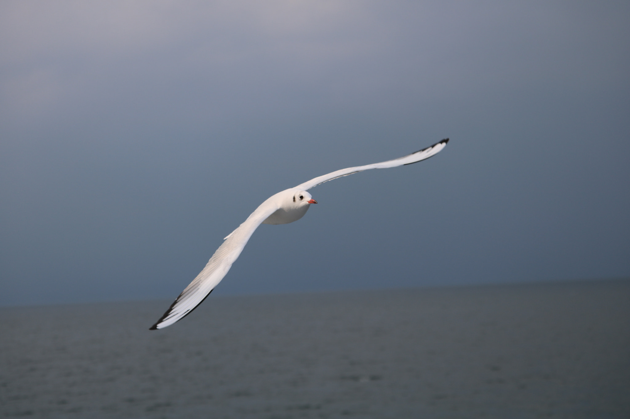 Canon EOS 750D (EOS Rebel T6i / EOS Kiss X8i) + Canon EF-S 55-250mm F4-5.6 IS STM sample photo. Hooded gull photography