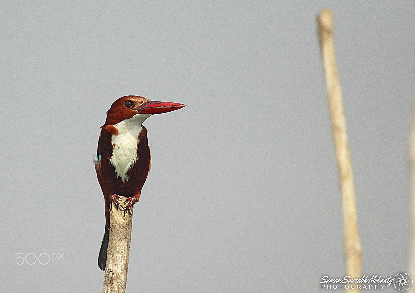 Canon EF-S 55-250mm F4-5.6 IS sample photo. The king of good times photography
