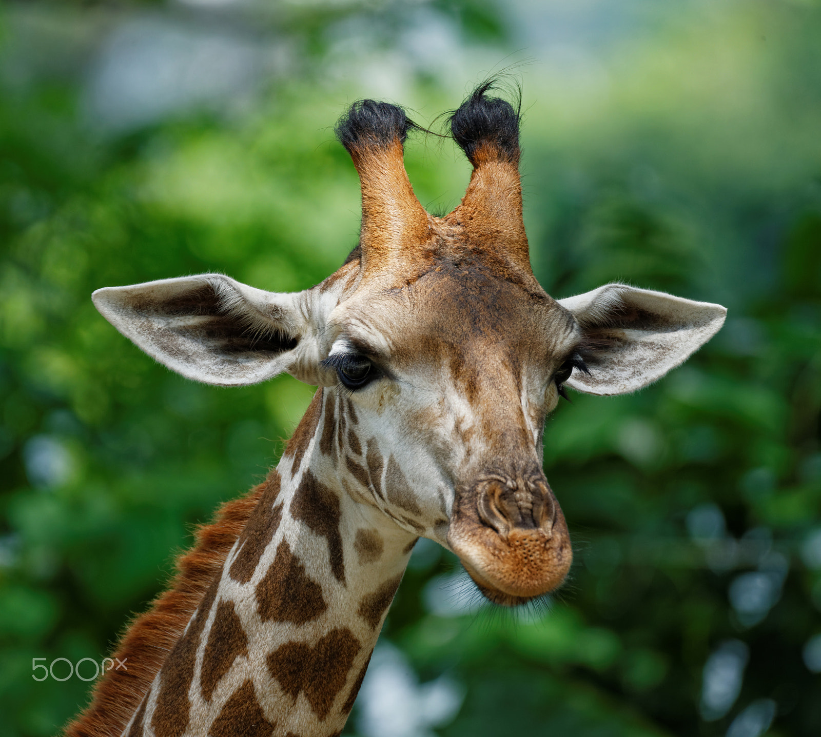 Tamron SP 150-600mm F5-6.3 Di VC USD sample photo. Singapore zoo photography