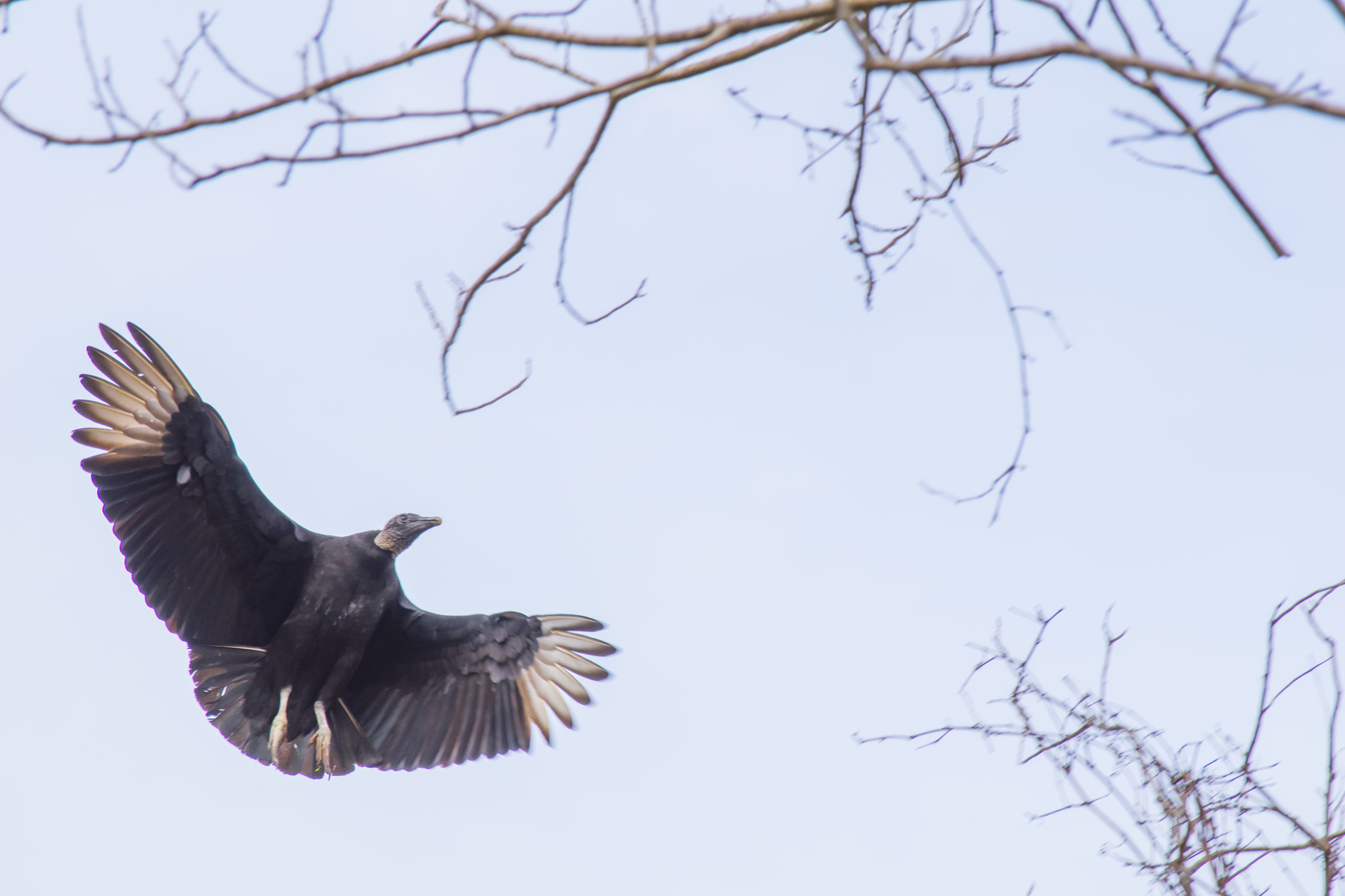 Nikon D5500 sample photo. En route to landing photography