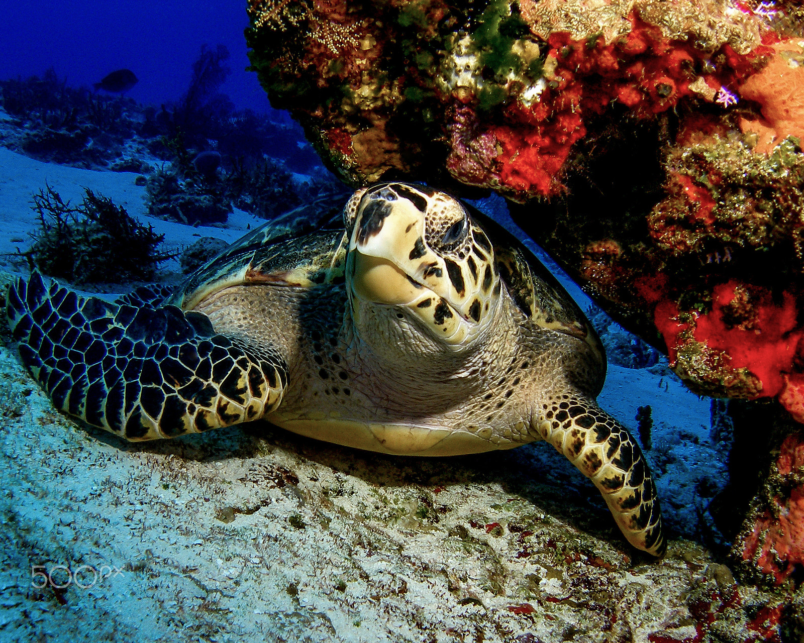 Olympus SP350 sample photo. Hawksbill turtle under a ledge photography