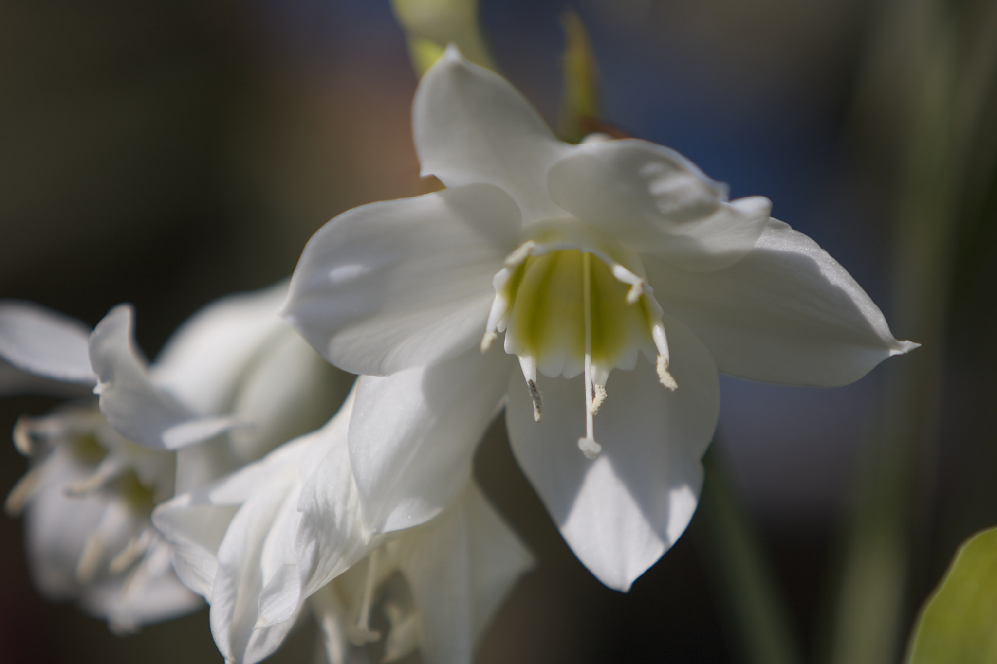 Canon EF 70-200mm F2.8L IS USM sample photo. Mg photography