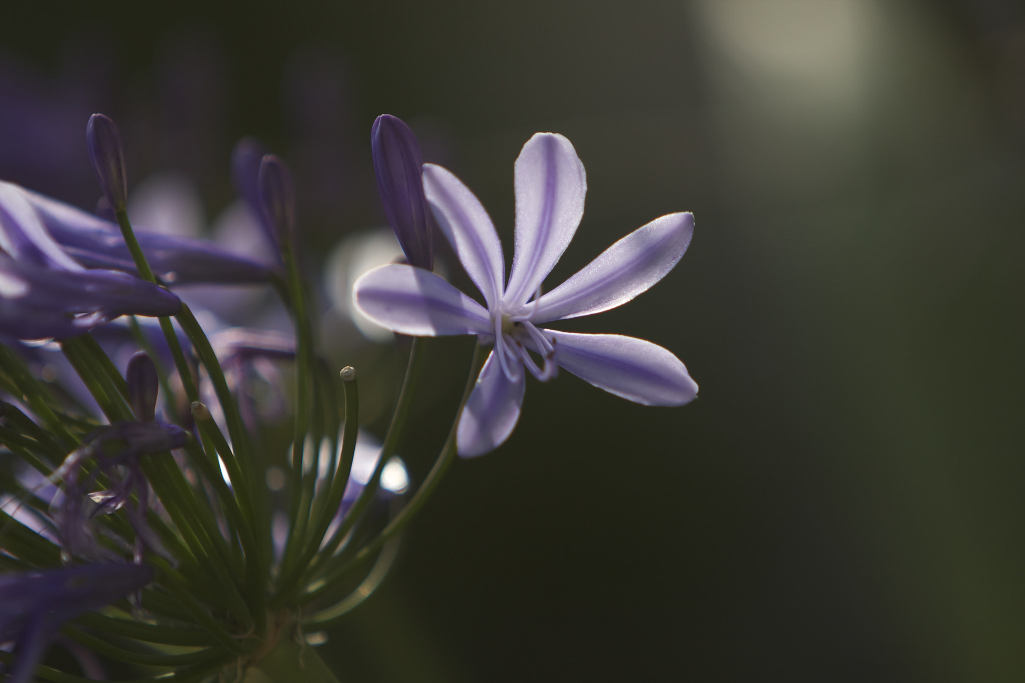 Canon EF 70-200mm F2.8L IS USM sample photo. Mg photography