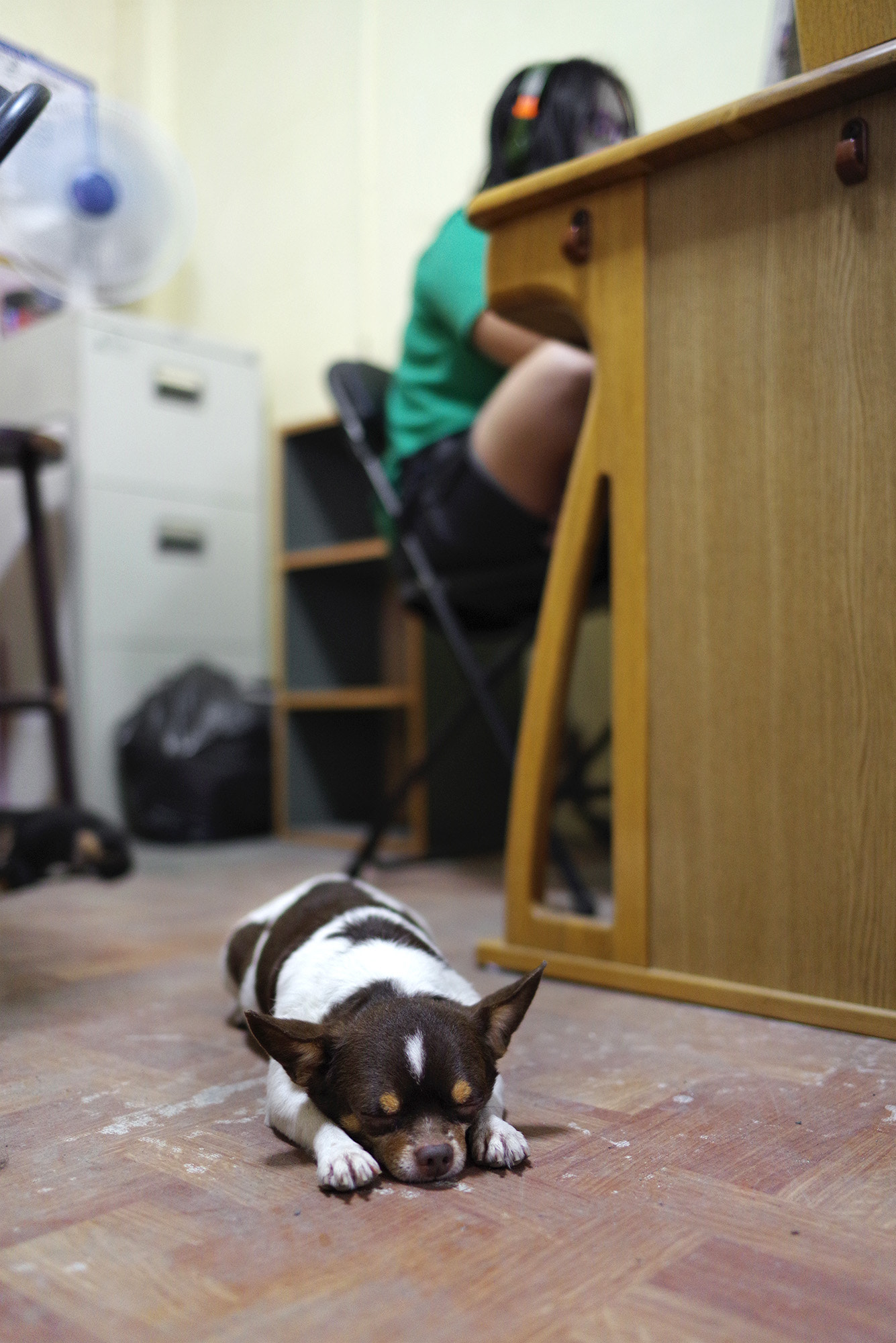 Pentax smc FA 31mm F1.8 AL Limited sample photo. Dog in the house photography