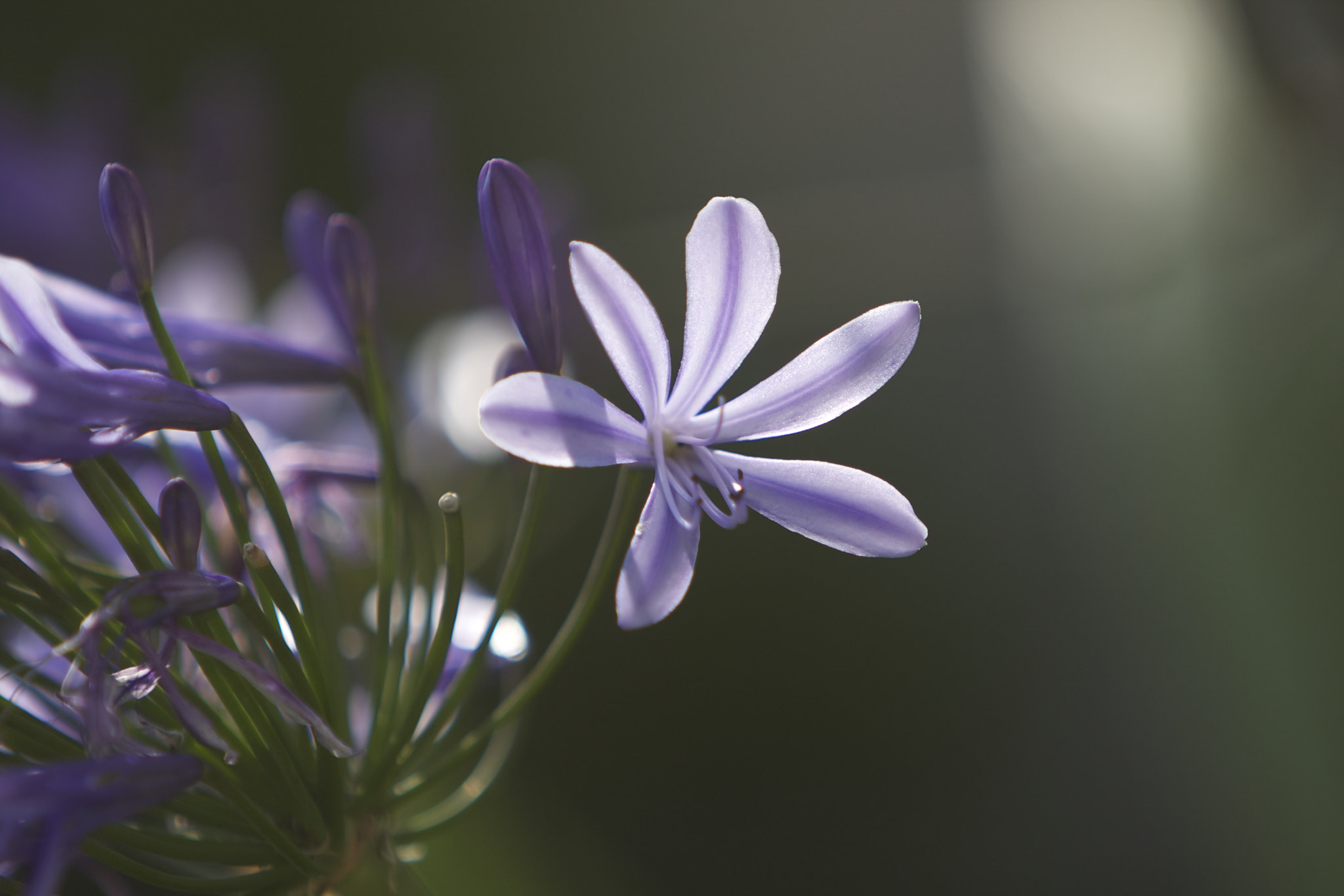 Canon EF 70-200mm F2.8L IS USM sample photo. Mg photography