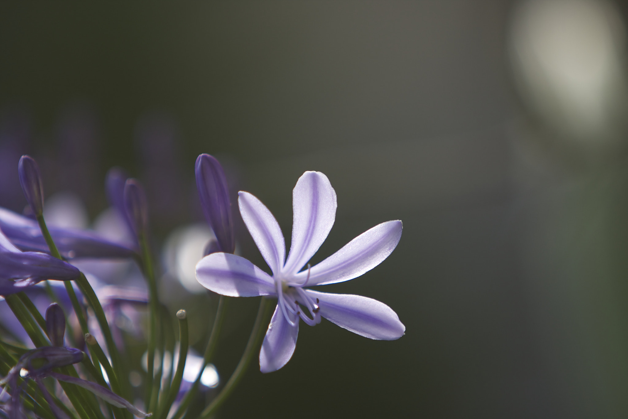 Canon EF 70-200mm F2.8L IS USM sample photo. Mg photography