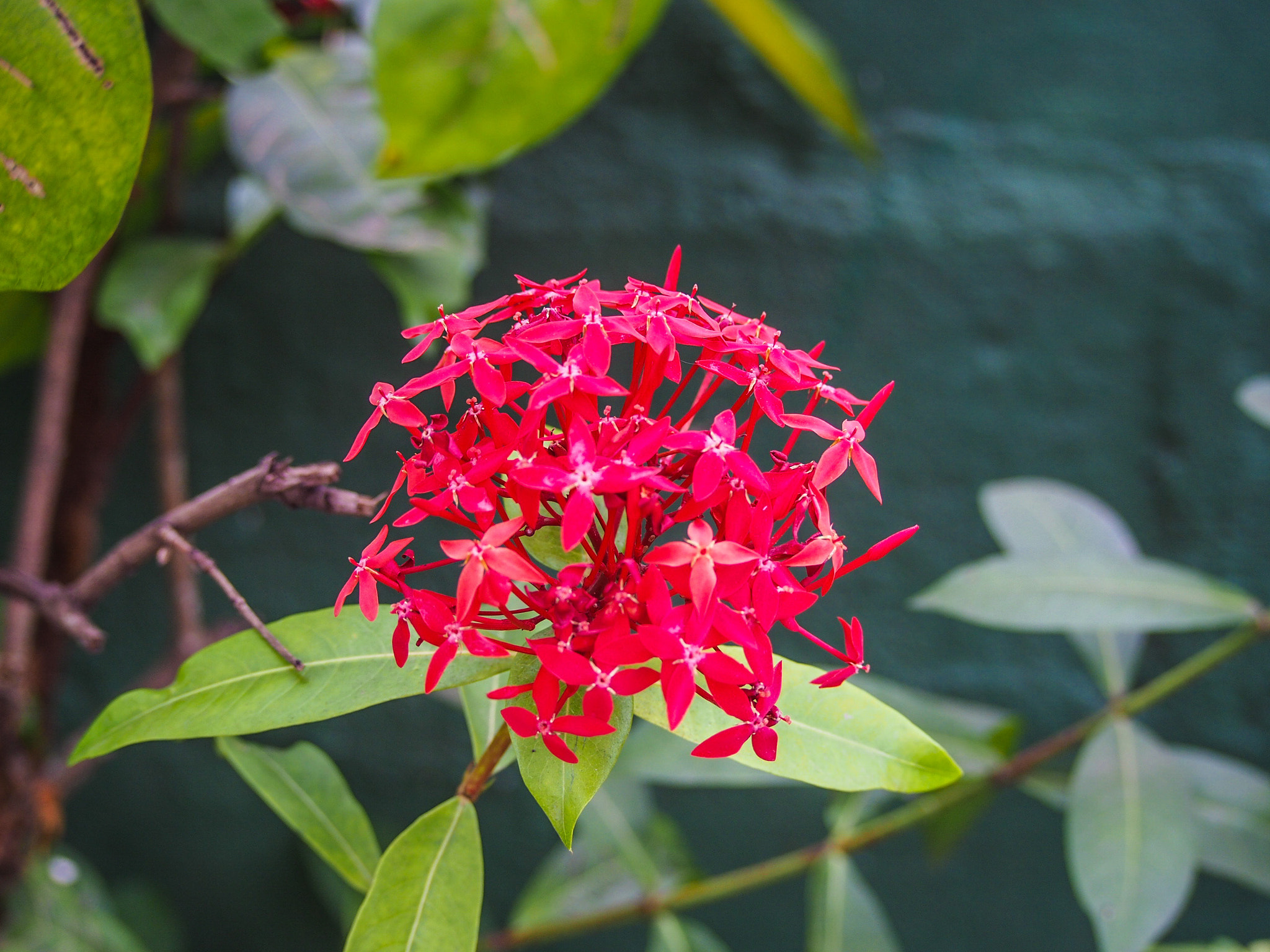 Olympus PEN E-PL6 sample photo. The red one photography