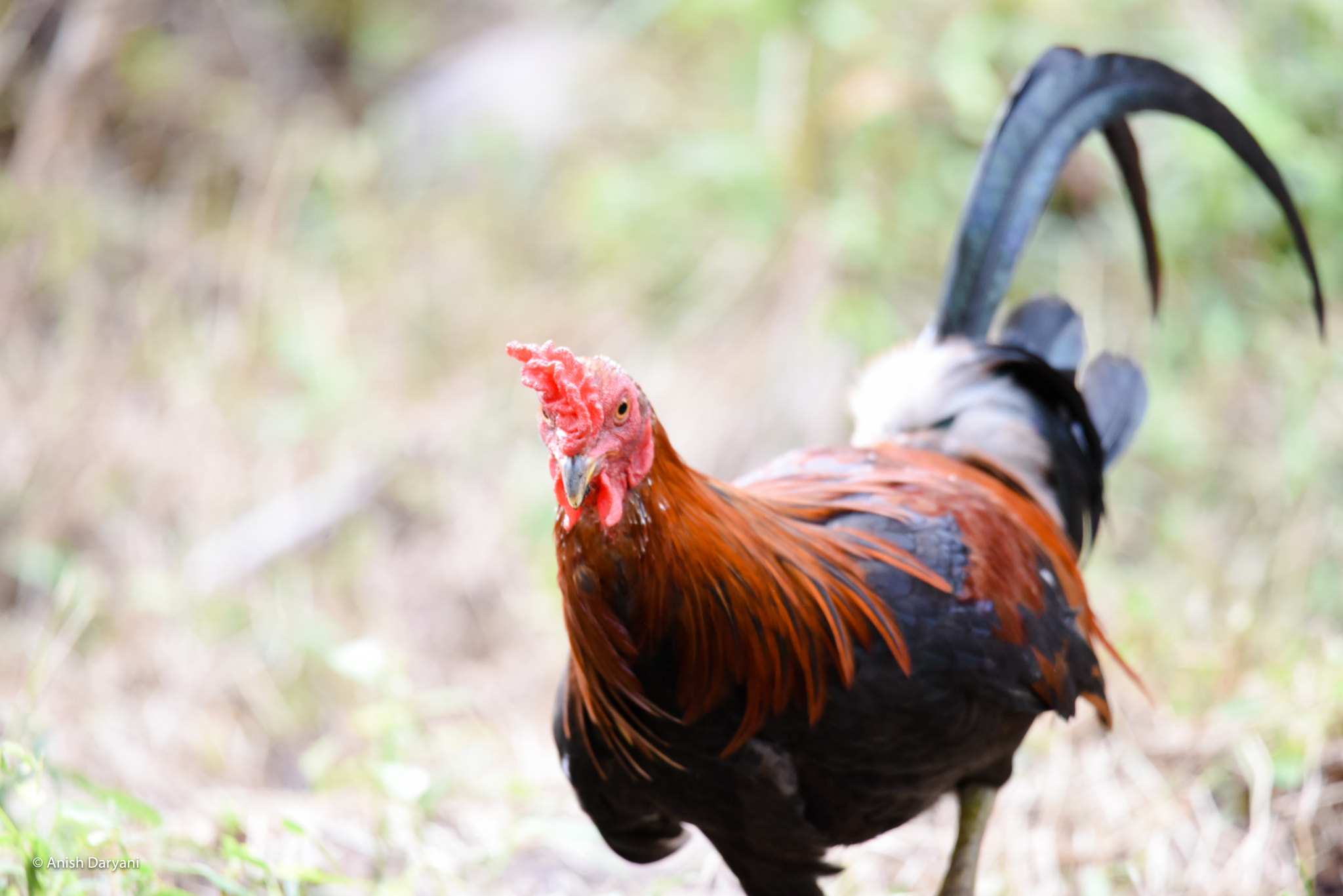Nikon D810 + Sigma 50mm F2.8 EX DG Macro sample photo. Gong xi fa cai - happy year of the rooster photography