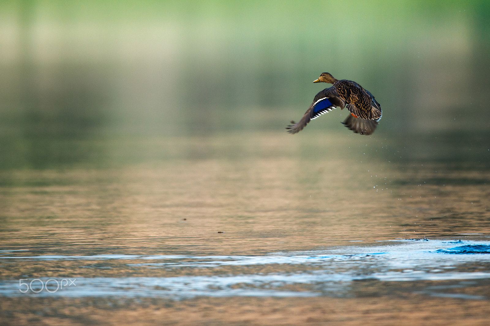 Nikon D4 sample photo. Duck flying photography