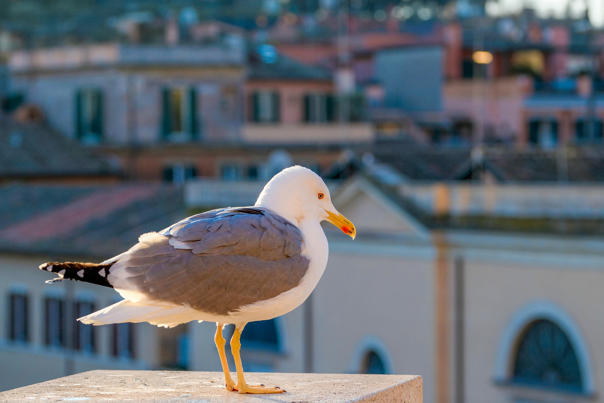 Sigma 105mm F2.8 EX DG OS HSM sample photo. European herring gull photography