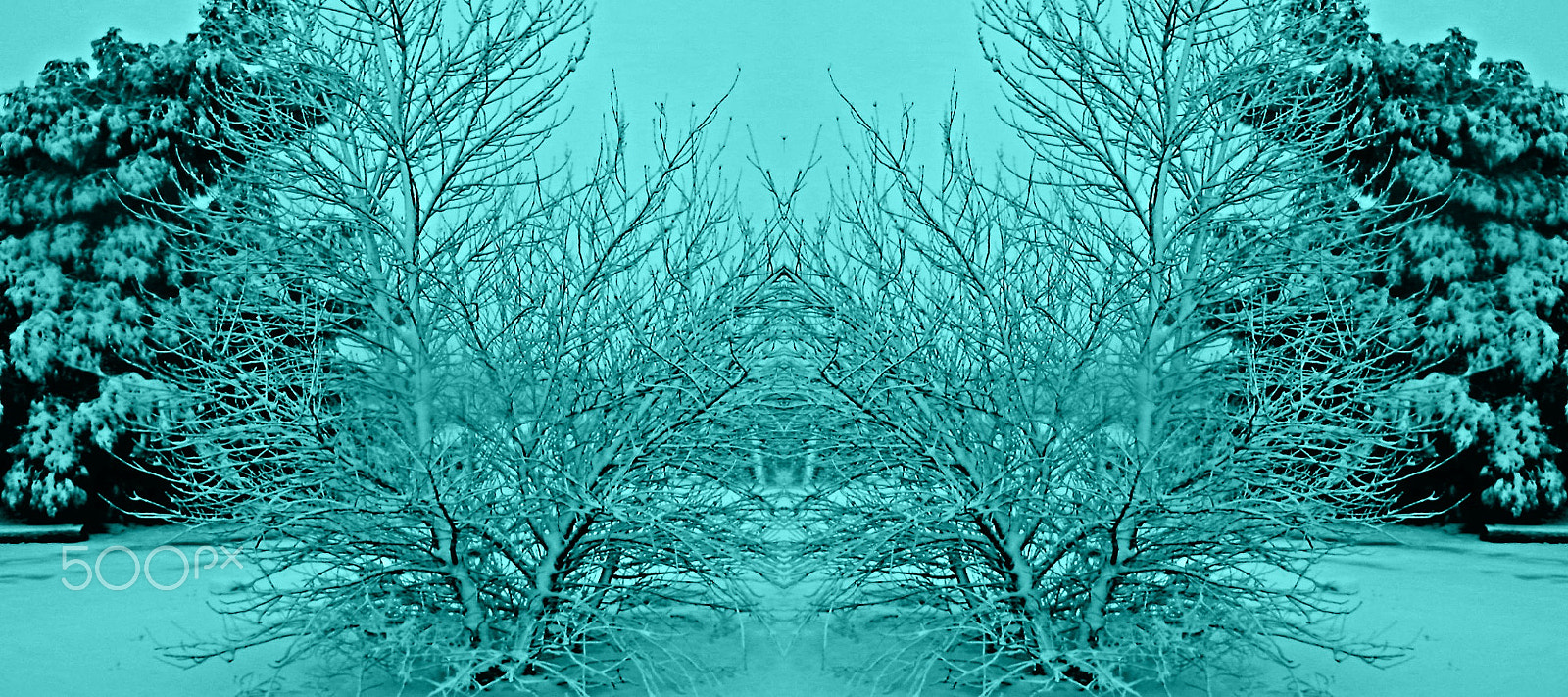 Olympus SZ-12 sample photo. Through the frozen woods photography