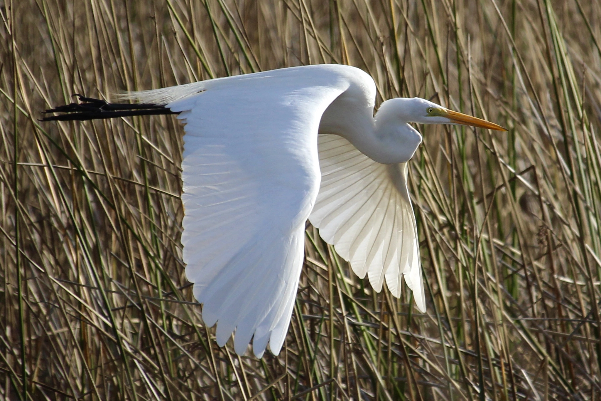 Canon EOS 100D (EOS Rebel SL1 / EOS Kiss X7) sample photo. Great egret photography