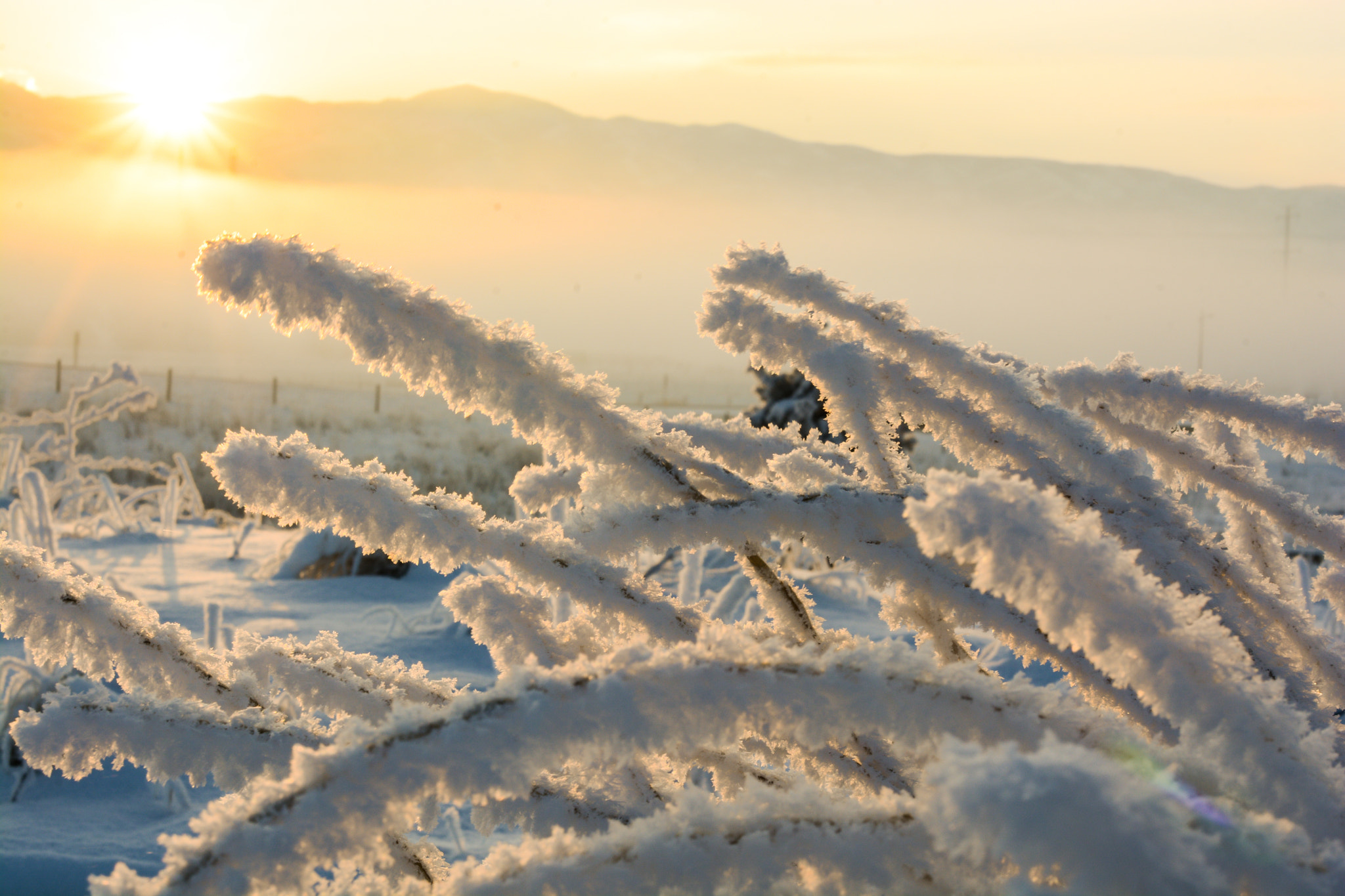 Nikon D7100 + Sigma 50mm F1.4 EX DG HSM sample photo. Frosty morning photography