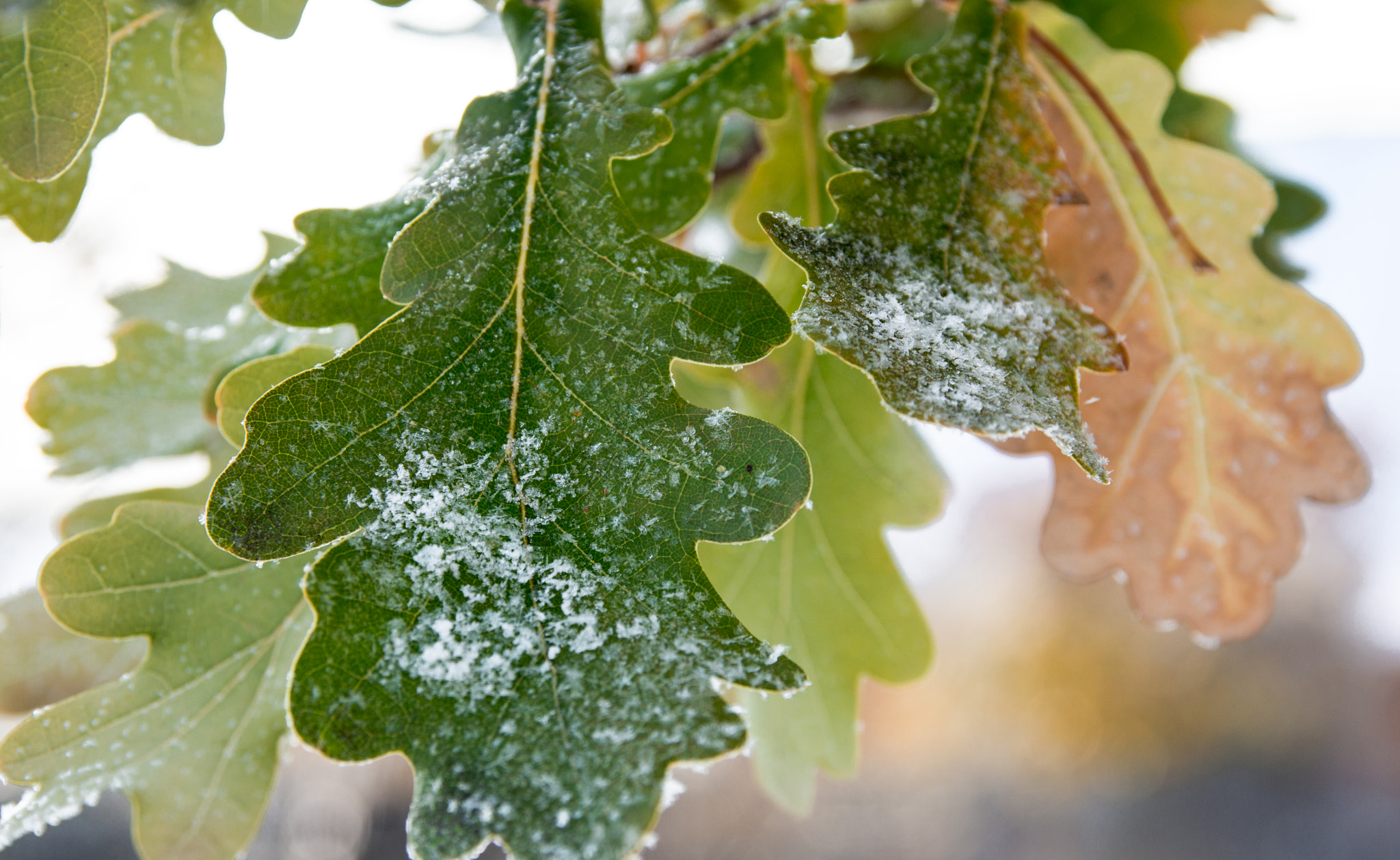 Sony SLT-A77 sample photo. First snow photography