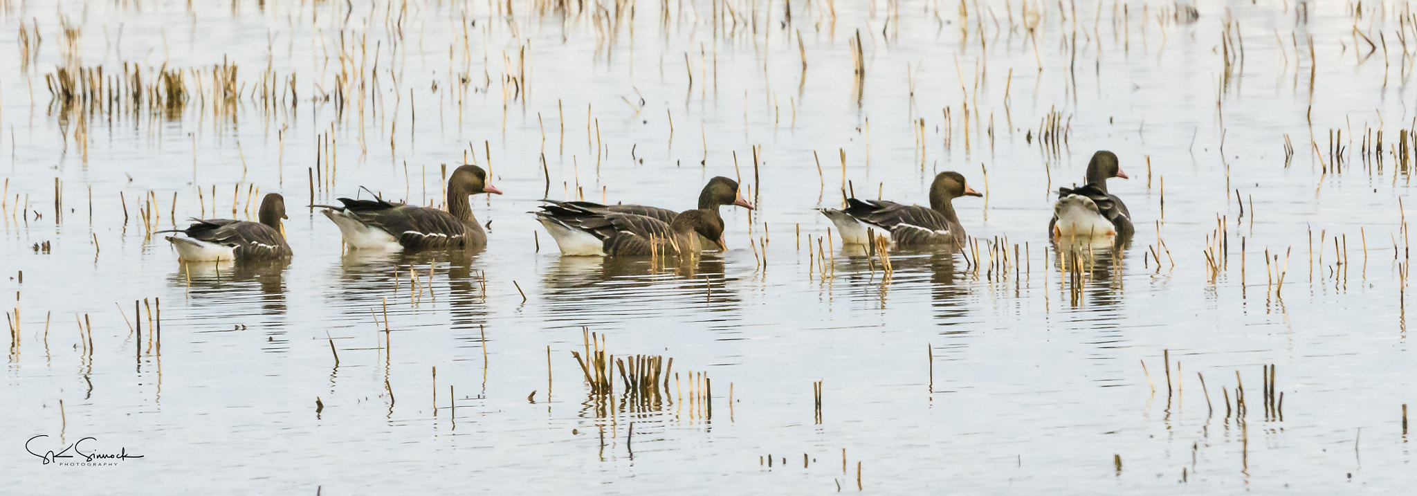 Nikon D800 sample photo. Greater white fronted geese photography