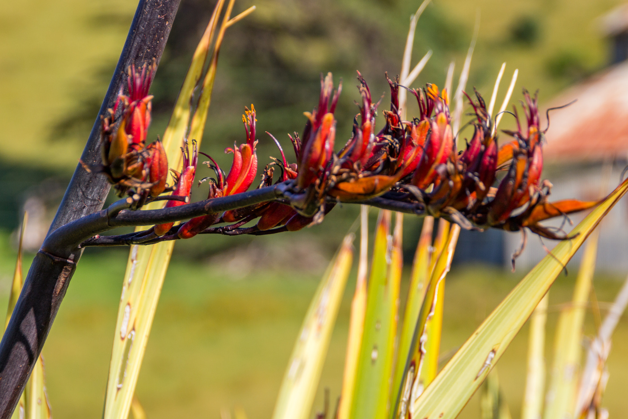 Canon EOS 60D sample photo. Flax flower photography