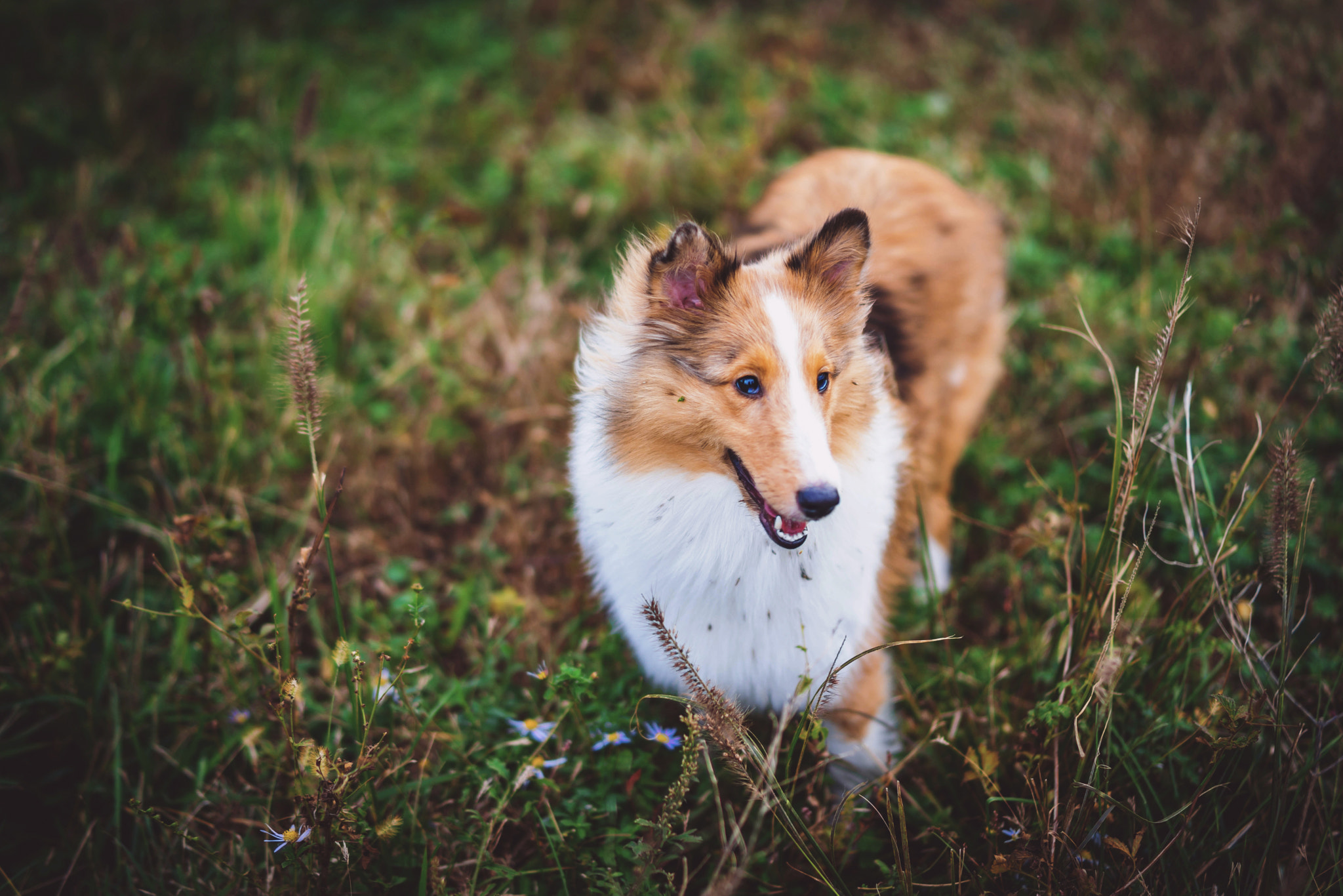 Sony a7 + E 50mm F1.4 sample photo. Dog in jeju photography