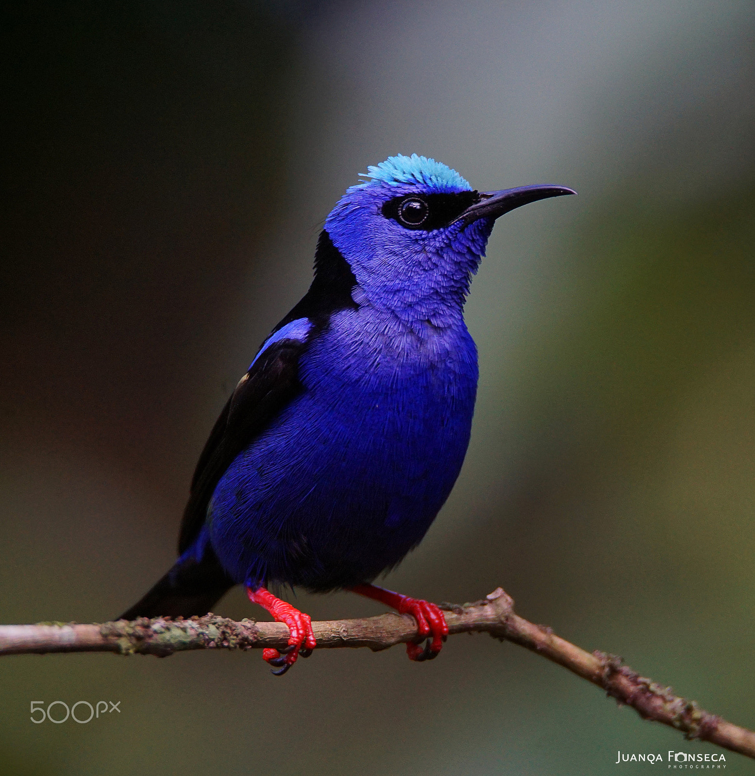 Sony ILCA-77M2 + Tamron SP 150-600mm F5-6.3 Di VC USD sample photo. Mielero patirrojo (cyanerpes cyaneus) photography